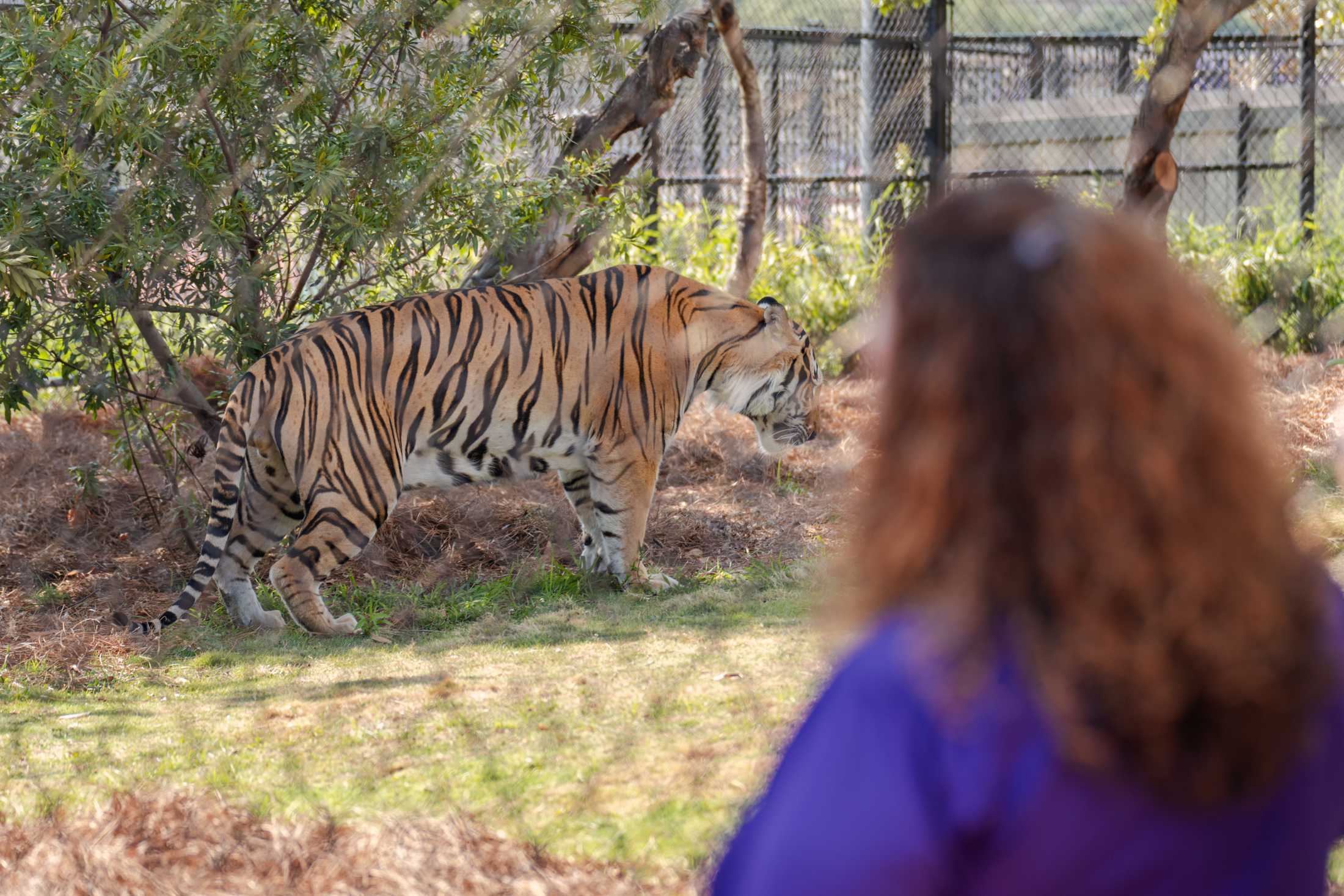 Why a woman pretends she's Mike the Tiger on social media&#8212; it's her job