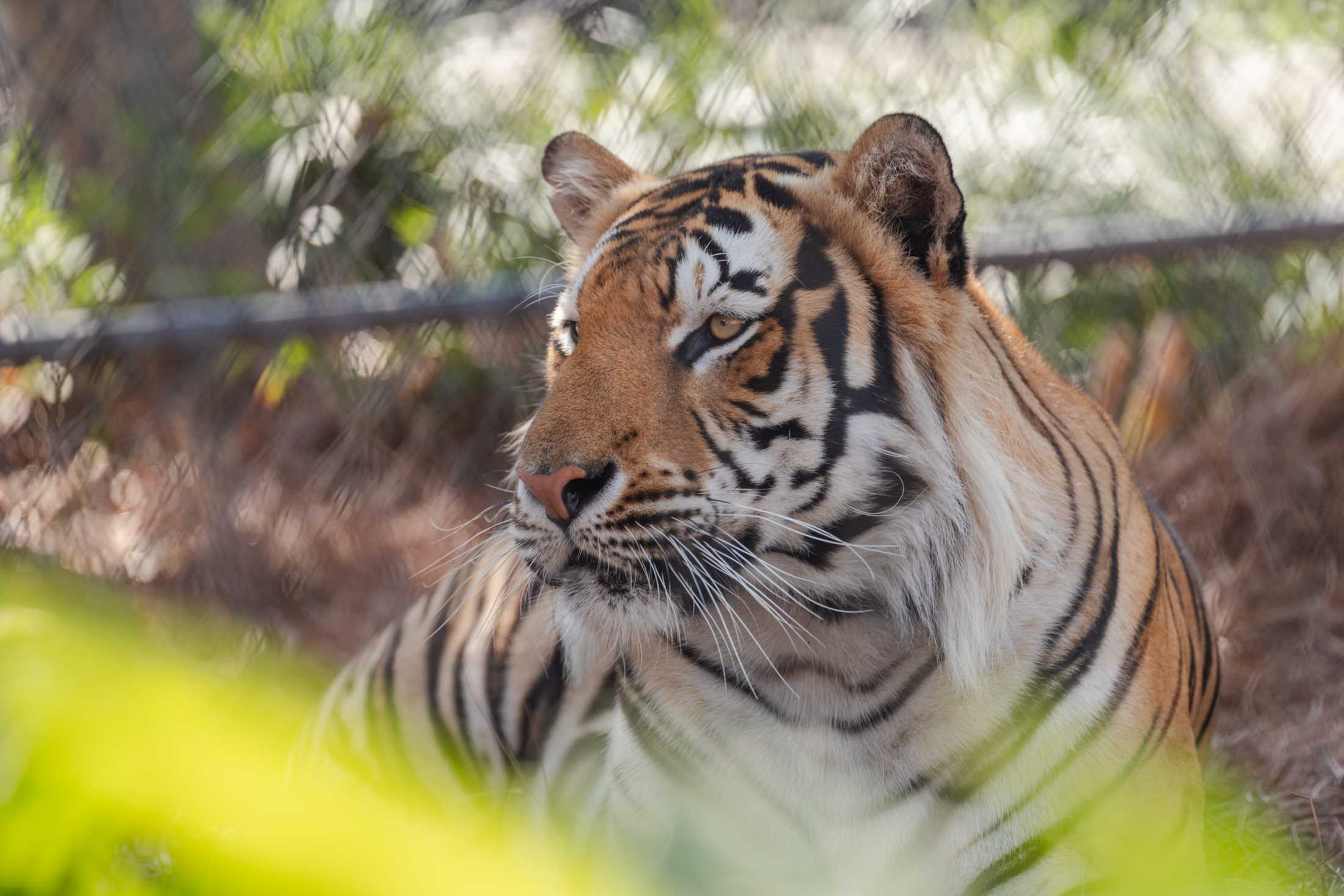 Why a woman pretends she's Mike the Tiger on social media&#8212; it's her job