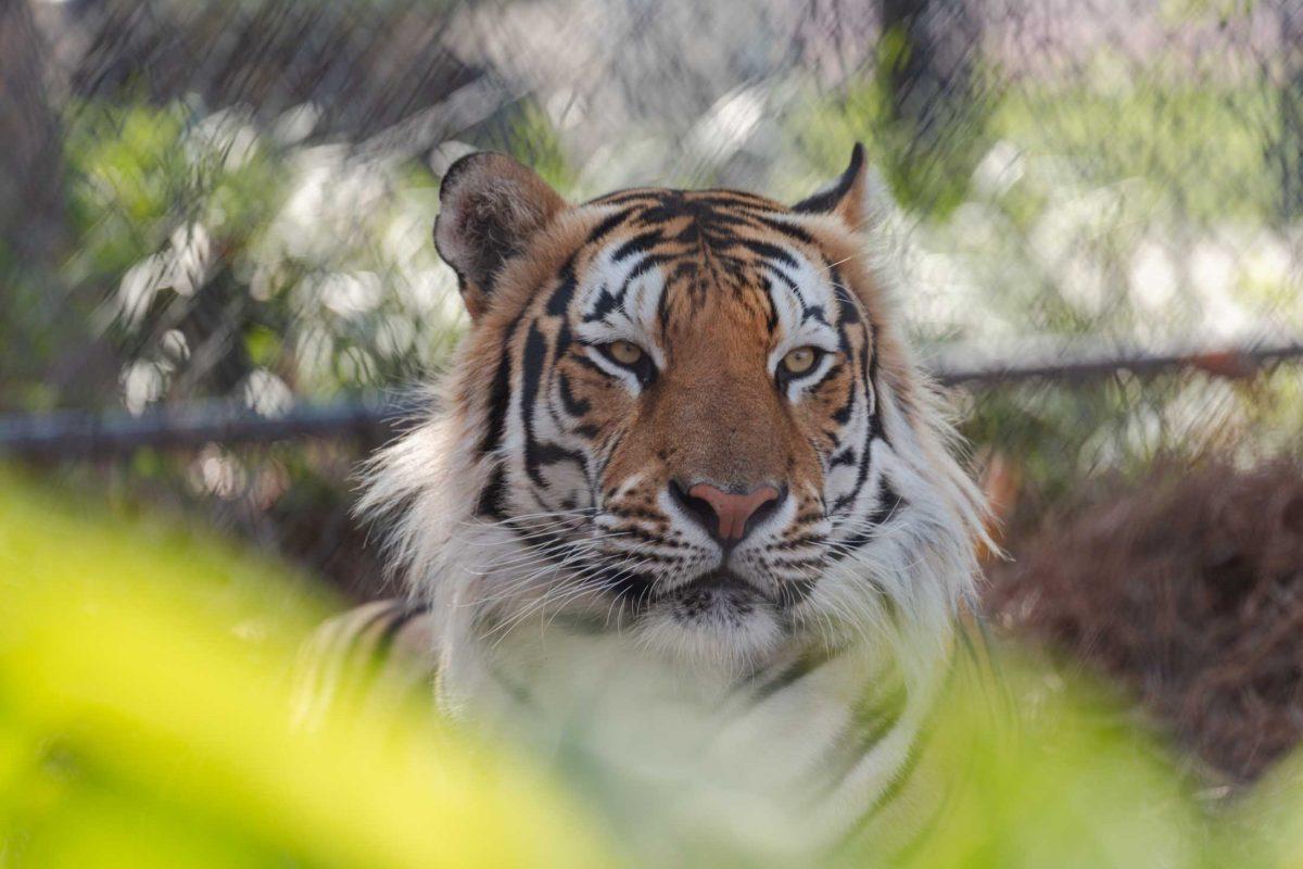 Mike the Tiger, LSU's live mascot, rests in the shade on Friday, June 23, 2023, inside his habitat on North Stadium Drive in Baton Rouge, La.