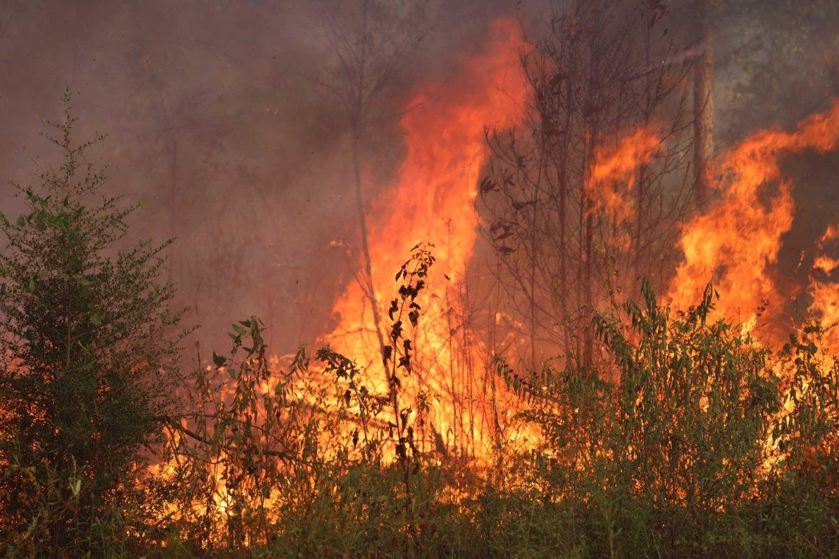 Firefighters are working to contain flames as historic wildfires rage in Louisiana.