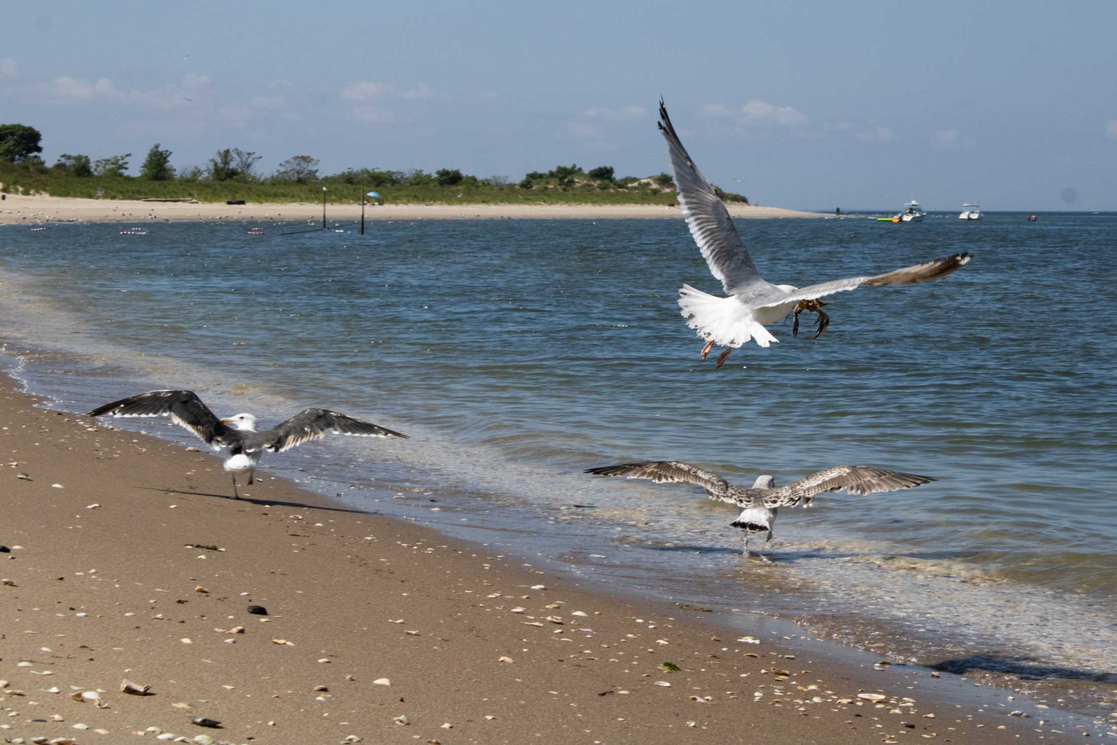 PHOTOS: Summer break with the Reveille photo staff