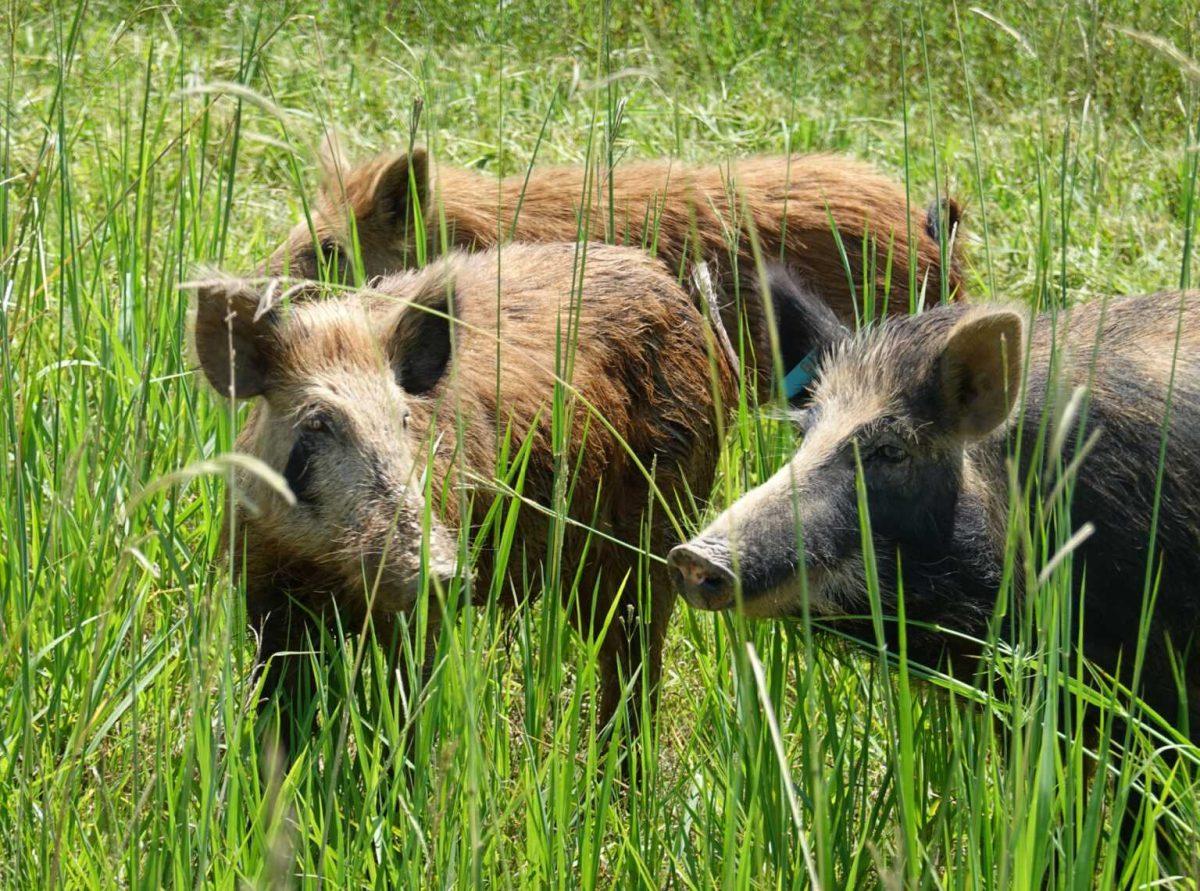 Hundreds of thousands of wild hogs cause tens of millions of dollars of damage in Louisiana each year.