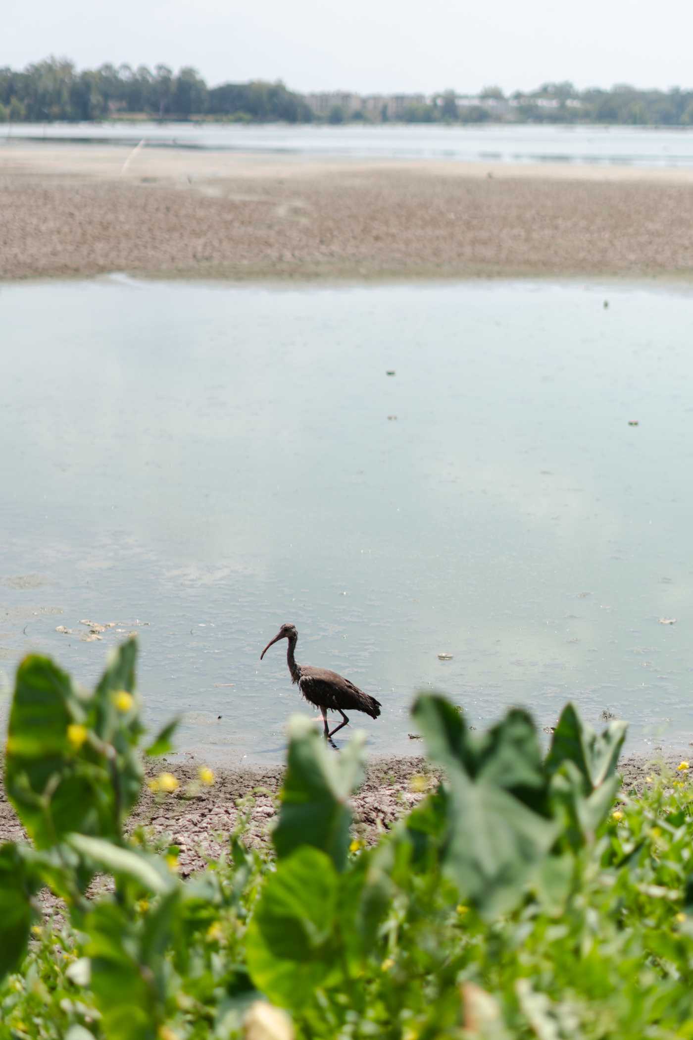 PHOTOS: LSU lakes look dry and cracked as restoration process begins