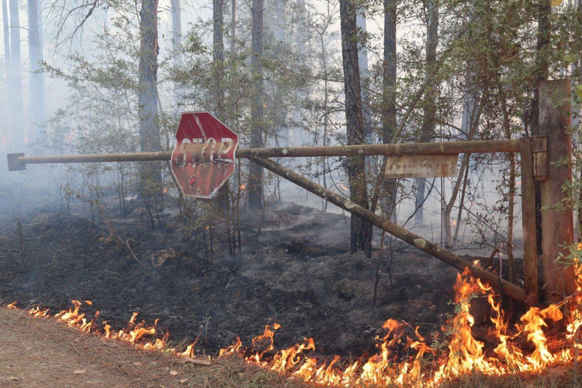 Tens of thousands of acres of land have been burned by wildfires in Louisiana.