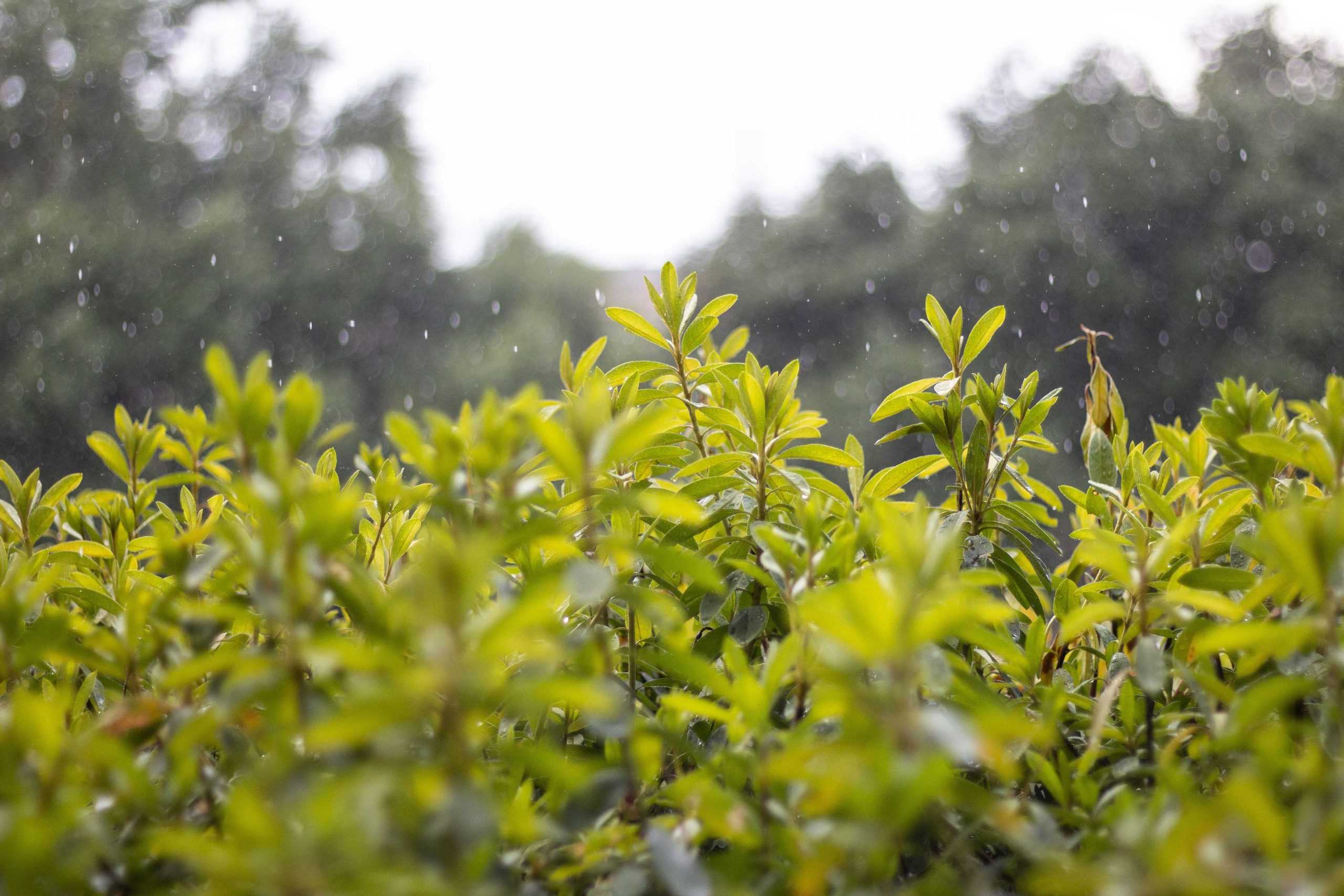 PHOTOS: A soaked day in Tiger territory