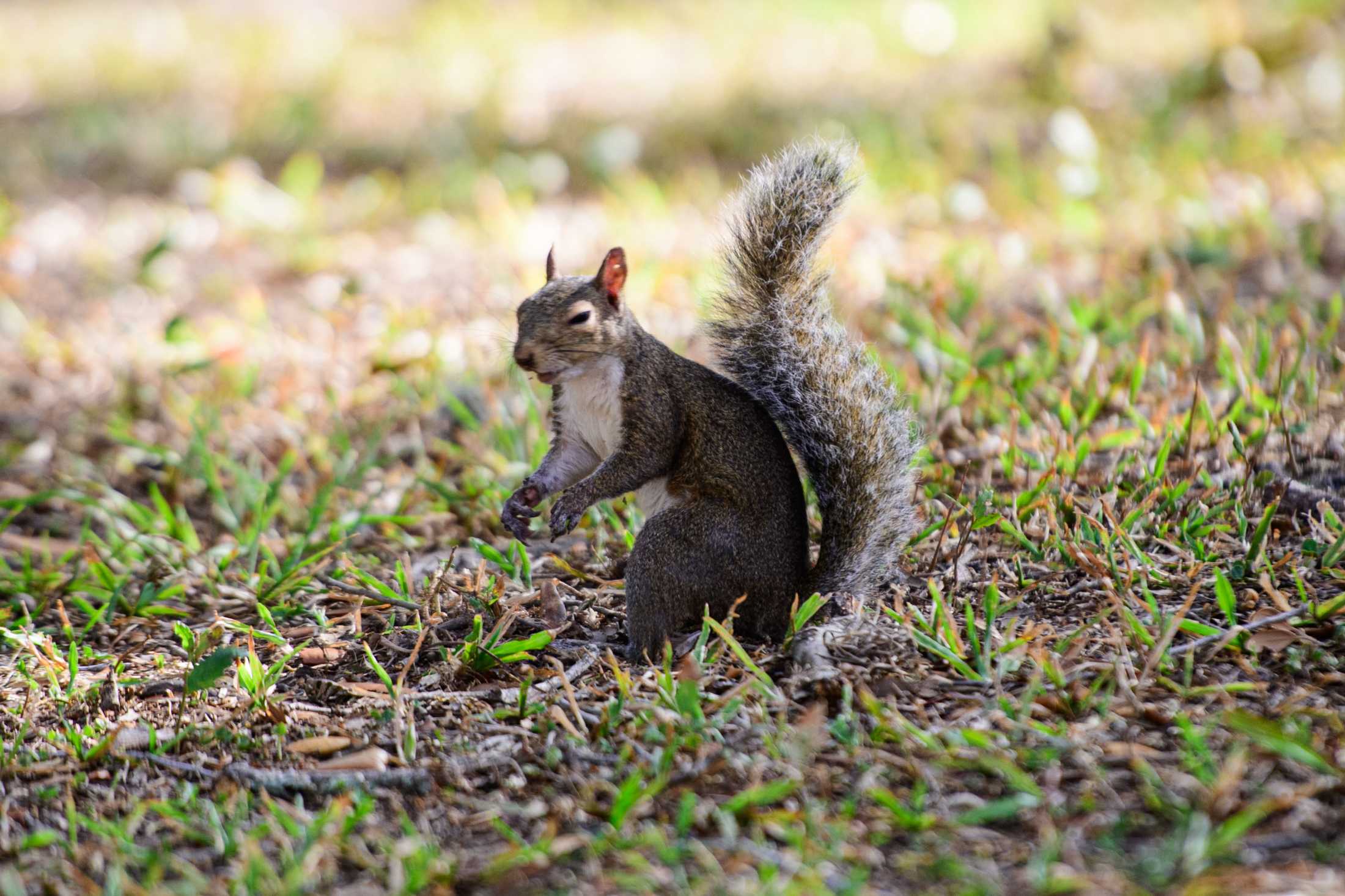 PHOTOS: Does LSU have the wackiest squirrels?