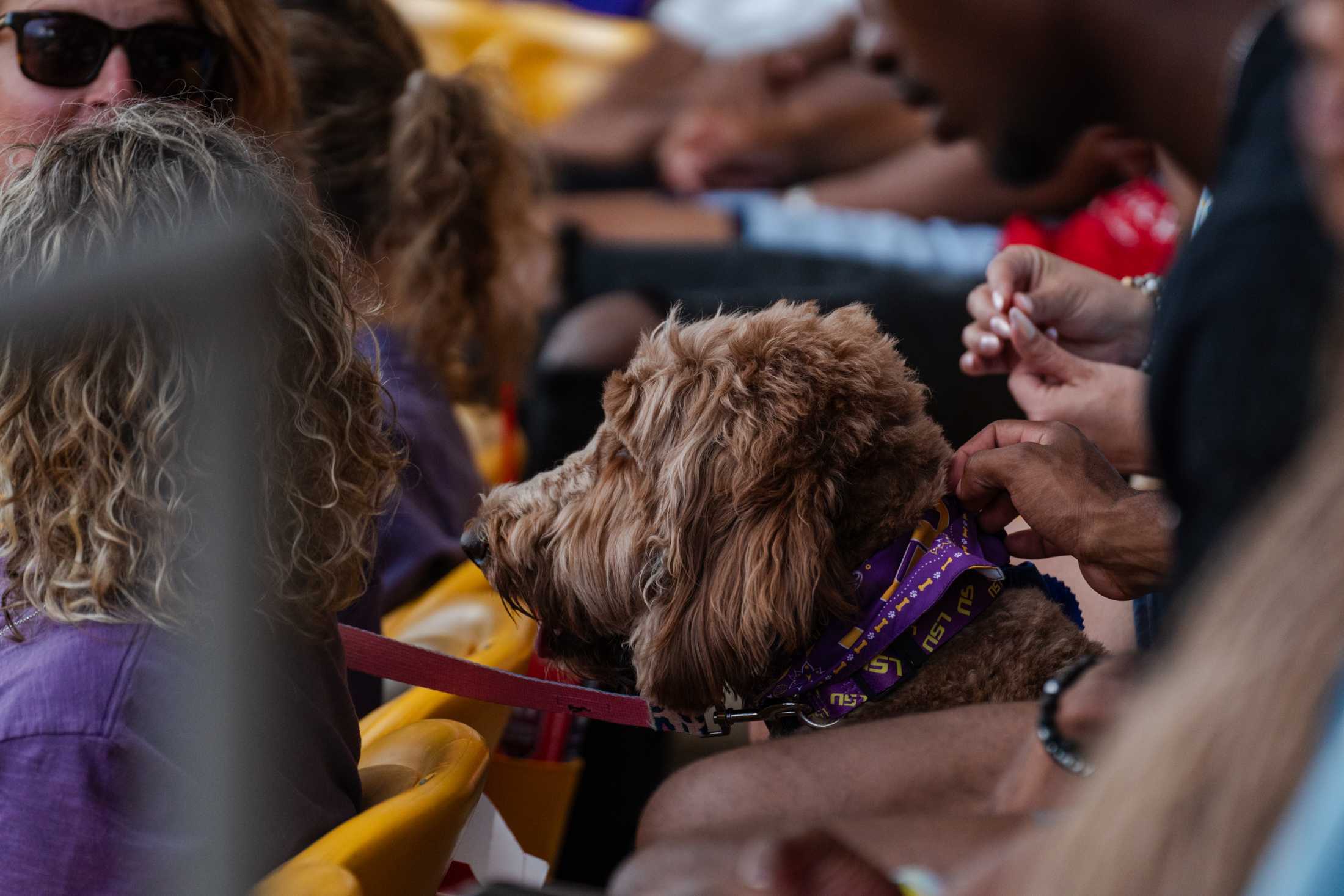 PHOTOS: LSU softball plays against Southern University in exhibition game