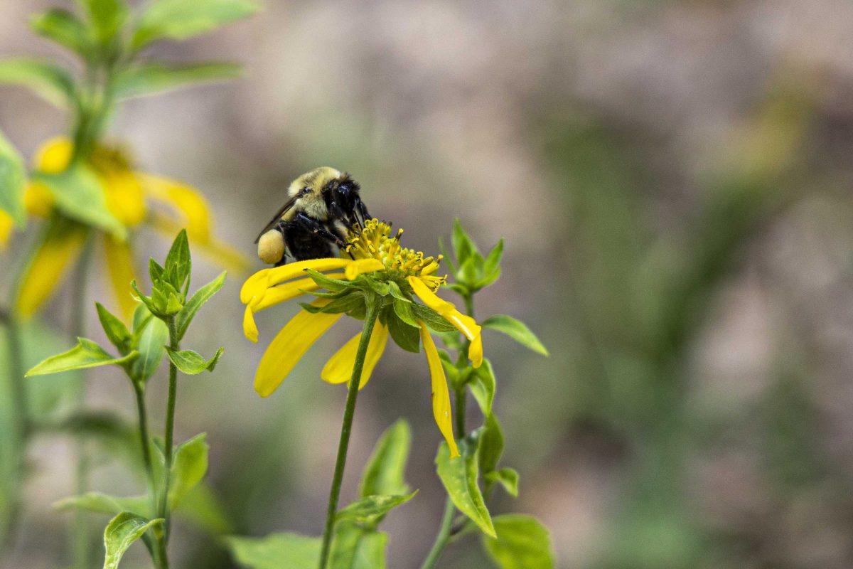 A bee sits on a flower Tuesday, Oct. 10, 2023, in the courtyard outside Julian T. White Hall on LSU's campus.