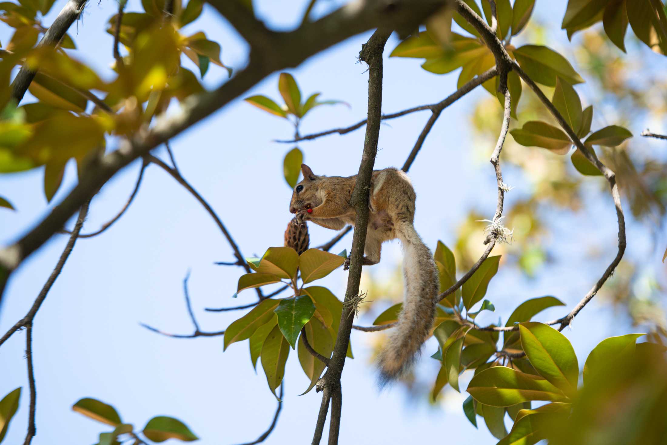 PHOTOS: Does LSU have the wackiest squirrels?