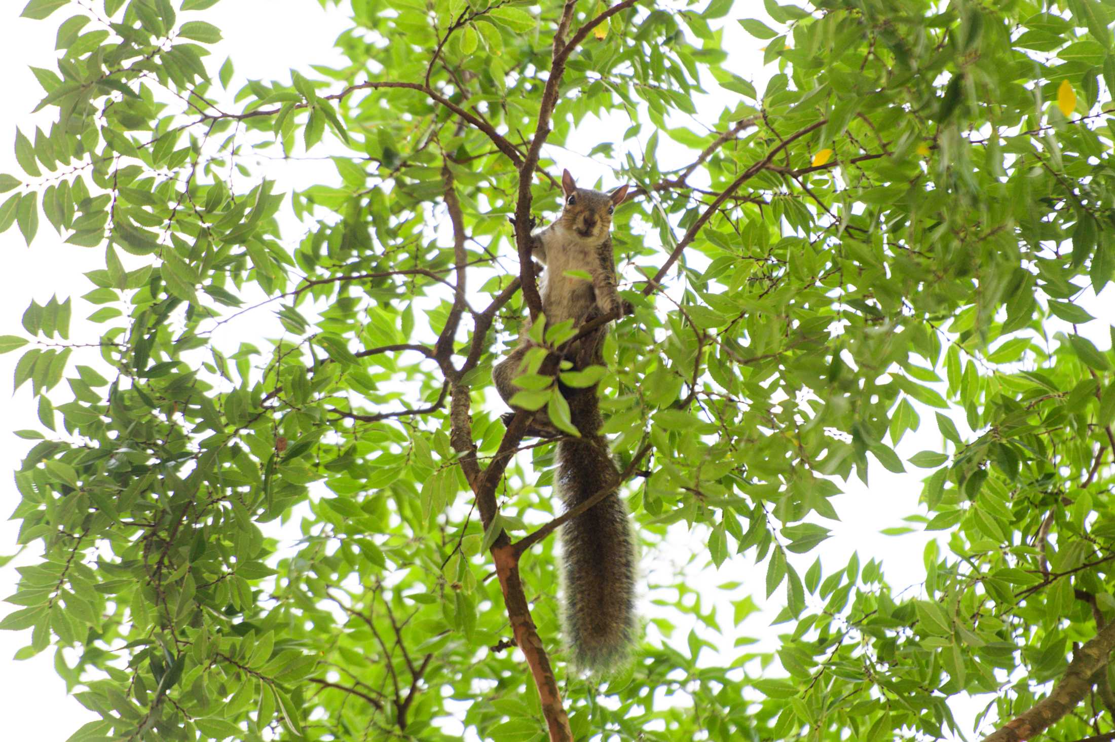 PHOTOS: Does LSU have the wackiest squirrels?