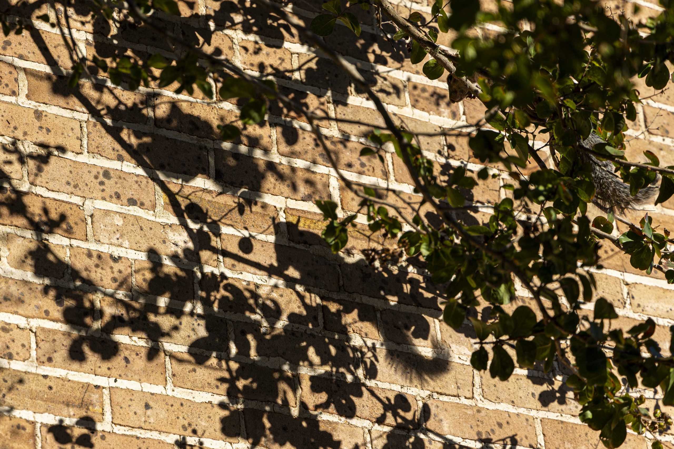 PHOTOS: A shady feeling: The artistry of shadows