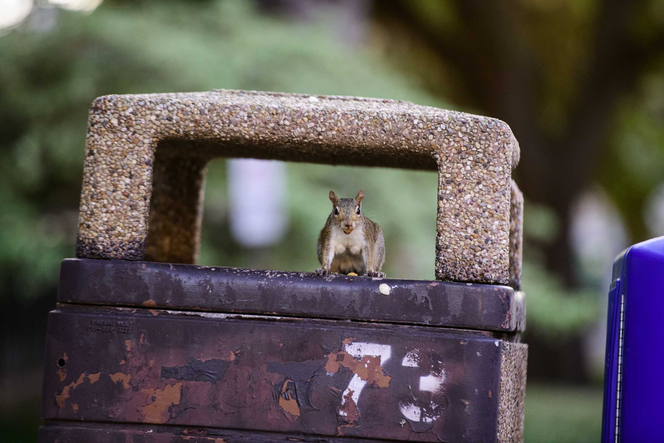 PHOTOS: Does LSU have the wackiest squirrels?