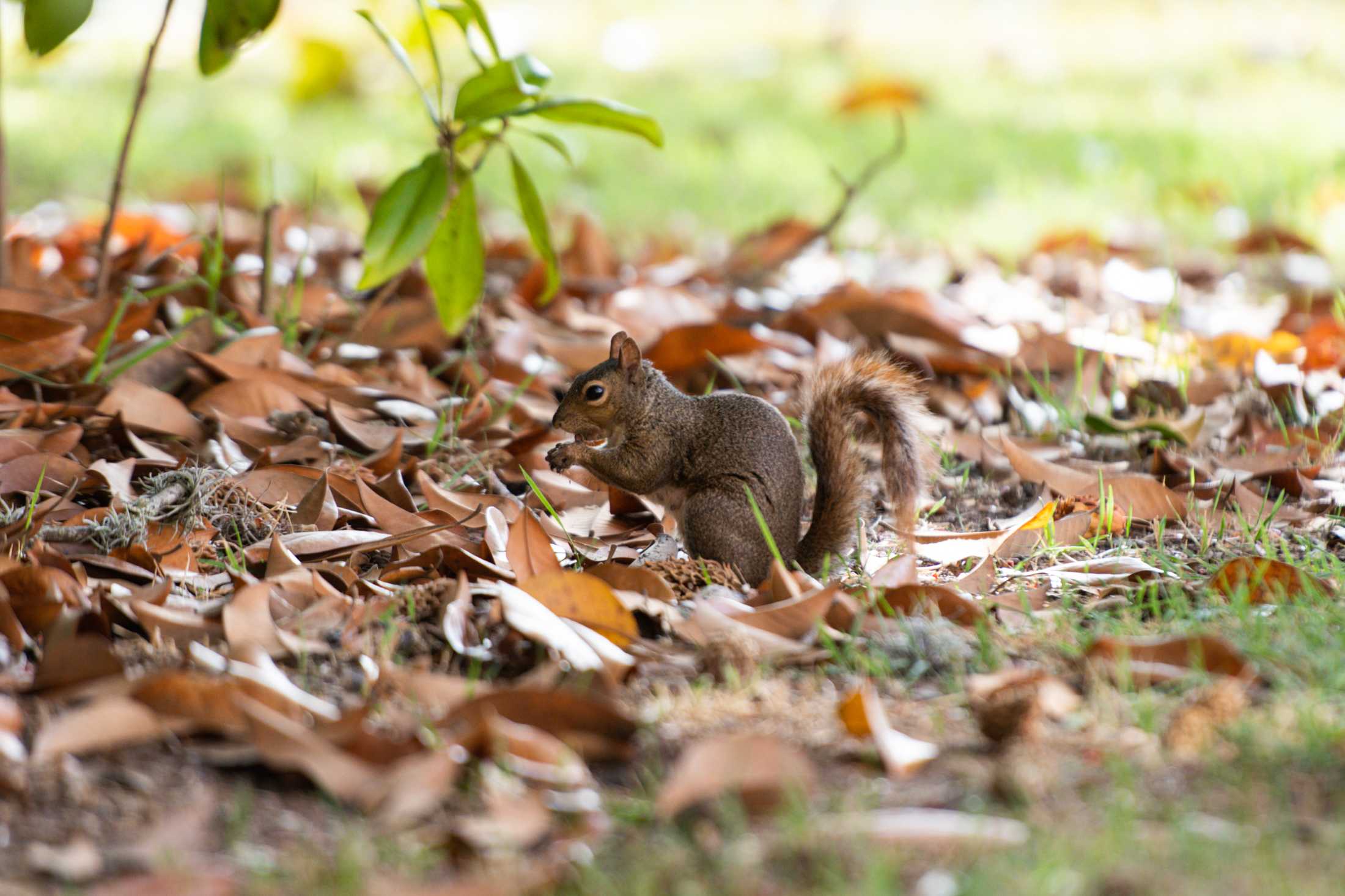 PHOTOS: Does LSU have the wackiest squirrels?