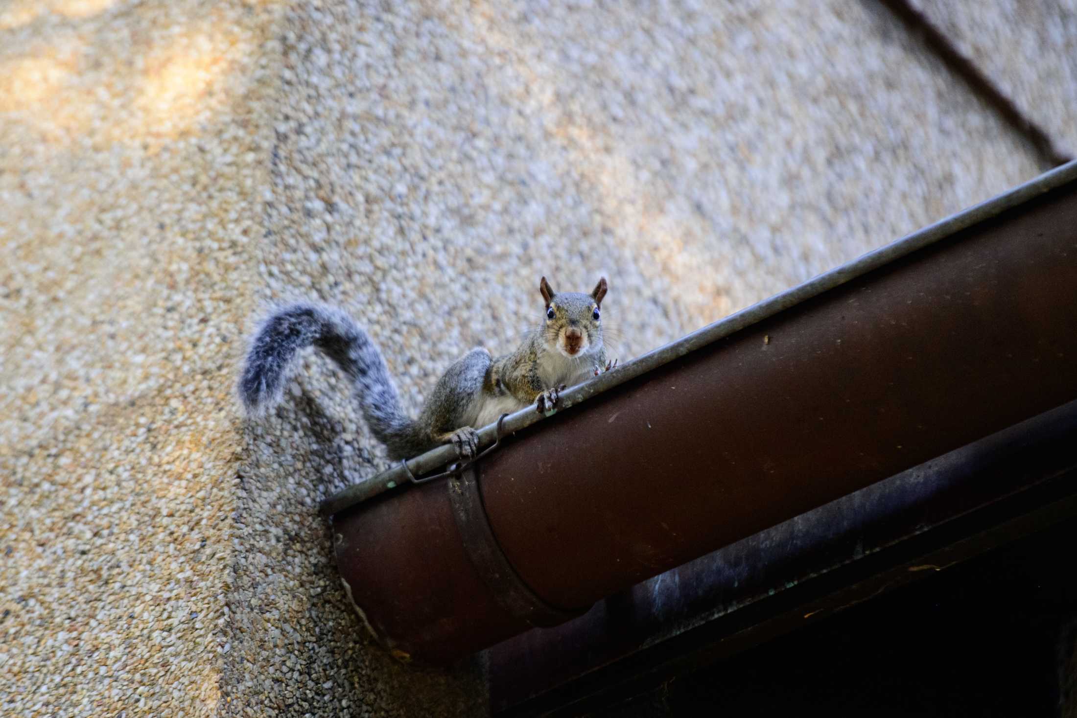 PHOTOS: Does LSU have the wackiest squirrels?