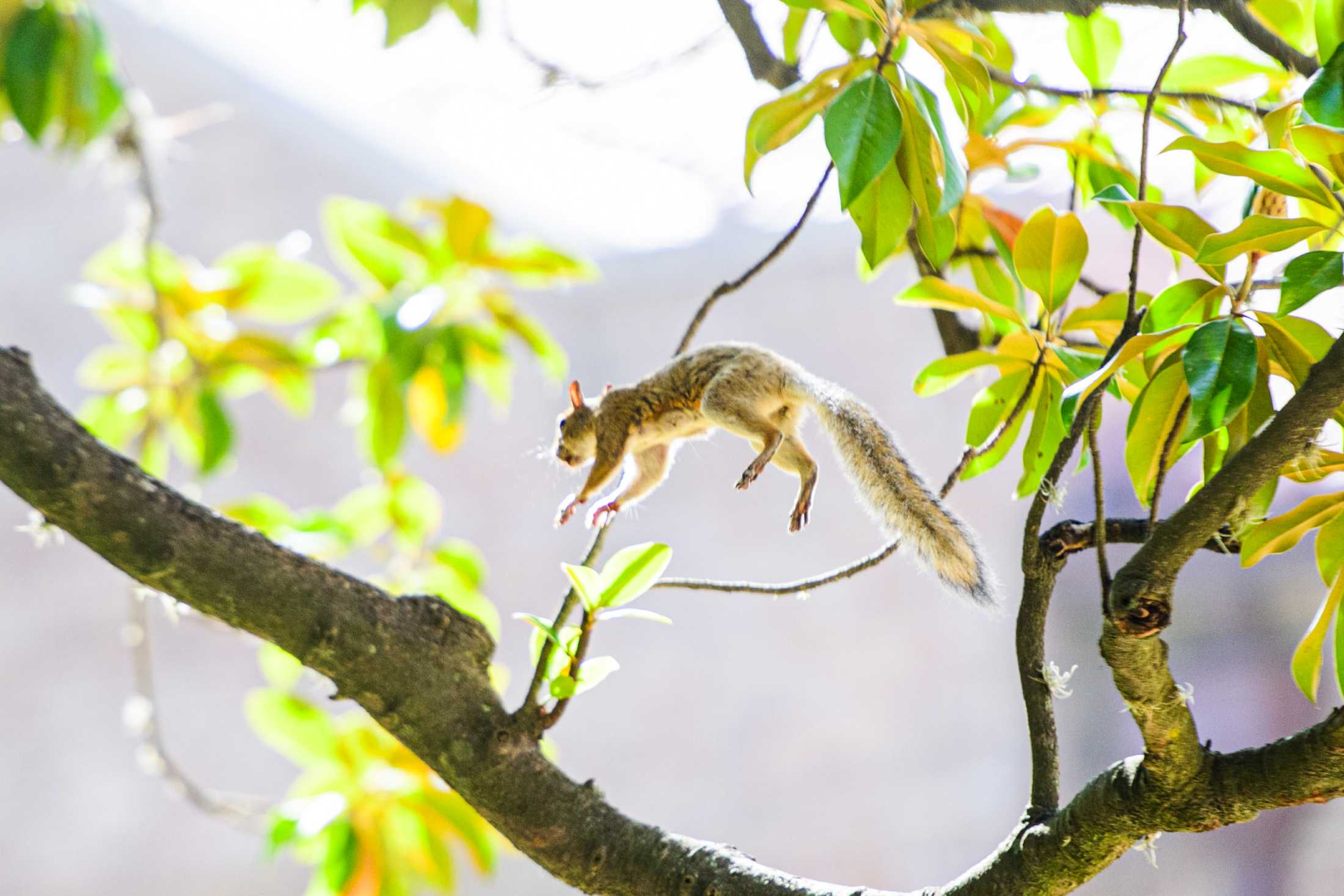 PHOTOS: Does LSU have the wackiest squirrels?