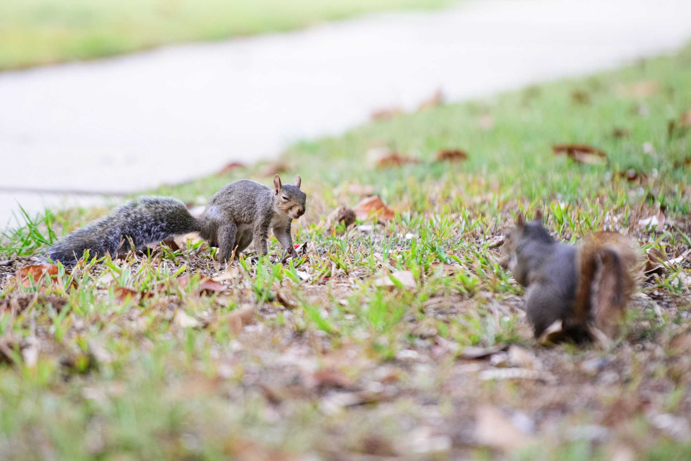 PHOTOS: Does LSU have the wackiest squirrels?