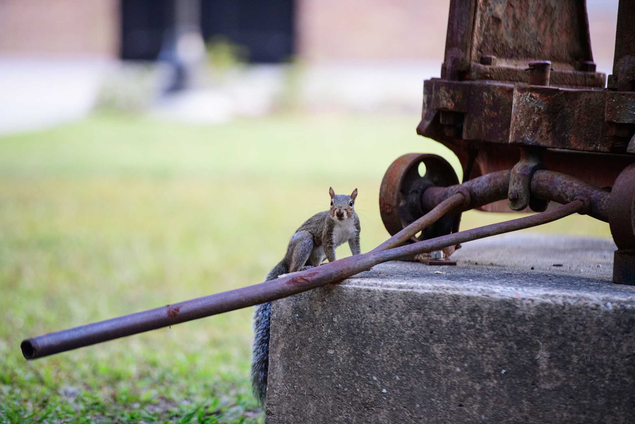 PHOTOS: Does LSU have the wackiest squirrels?