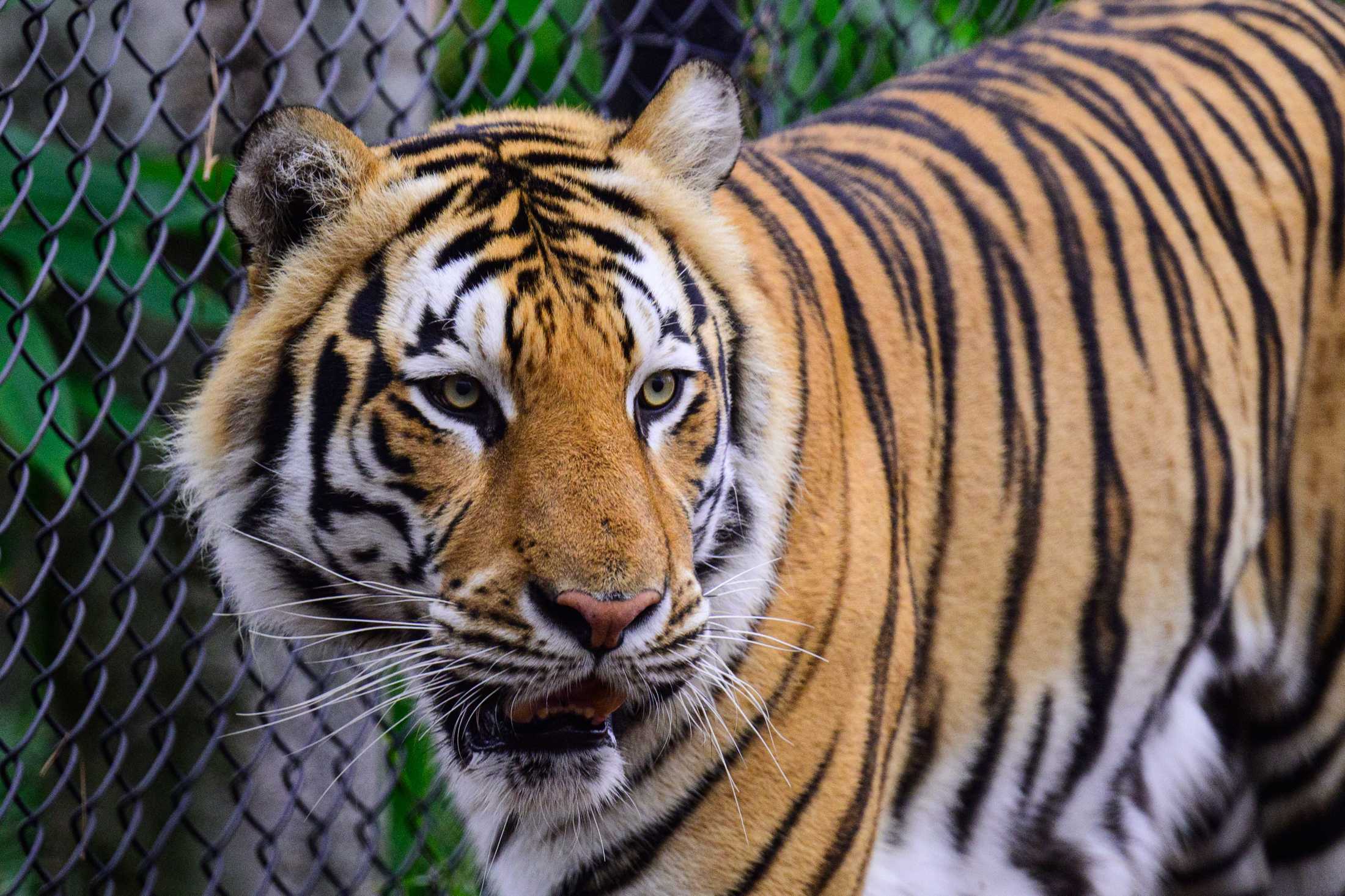 PHOTOS: Mike the Tiger patrols his habitat