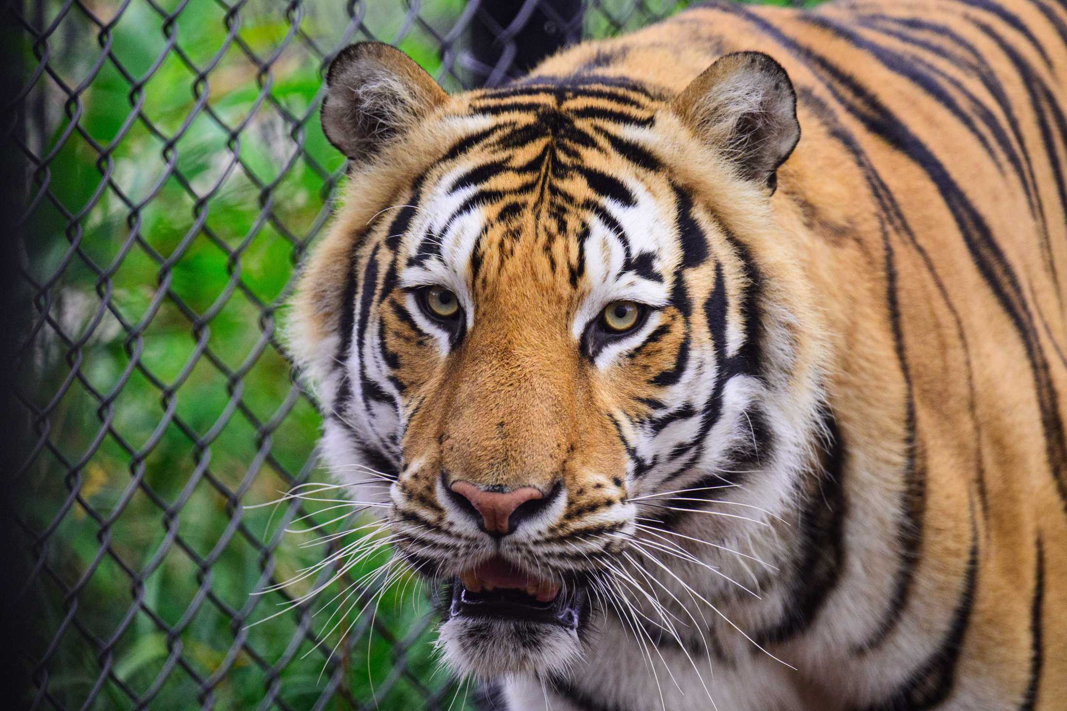 PHOTOS: Mike the Tiger patrols his habitat