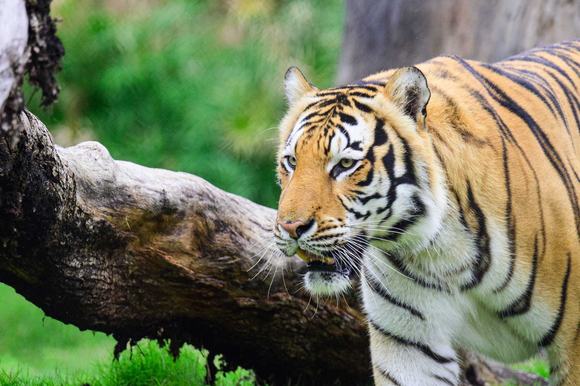 PHOTOS: Mike the Tiger patrols his habitat