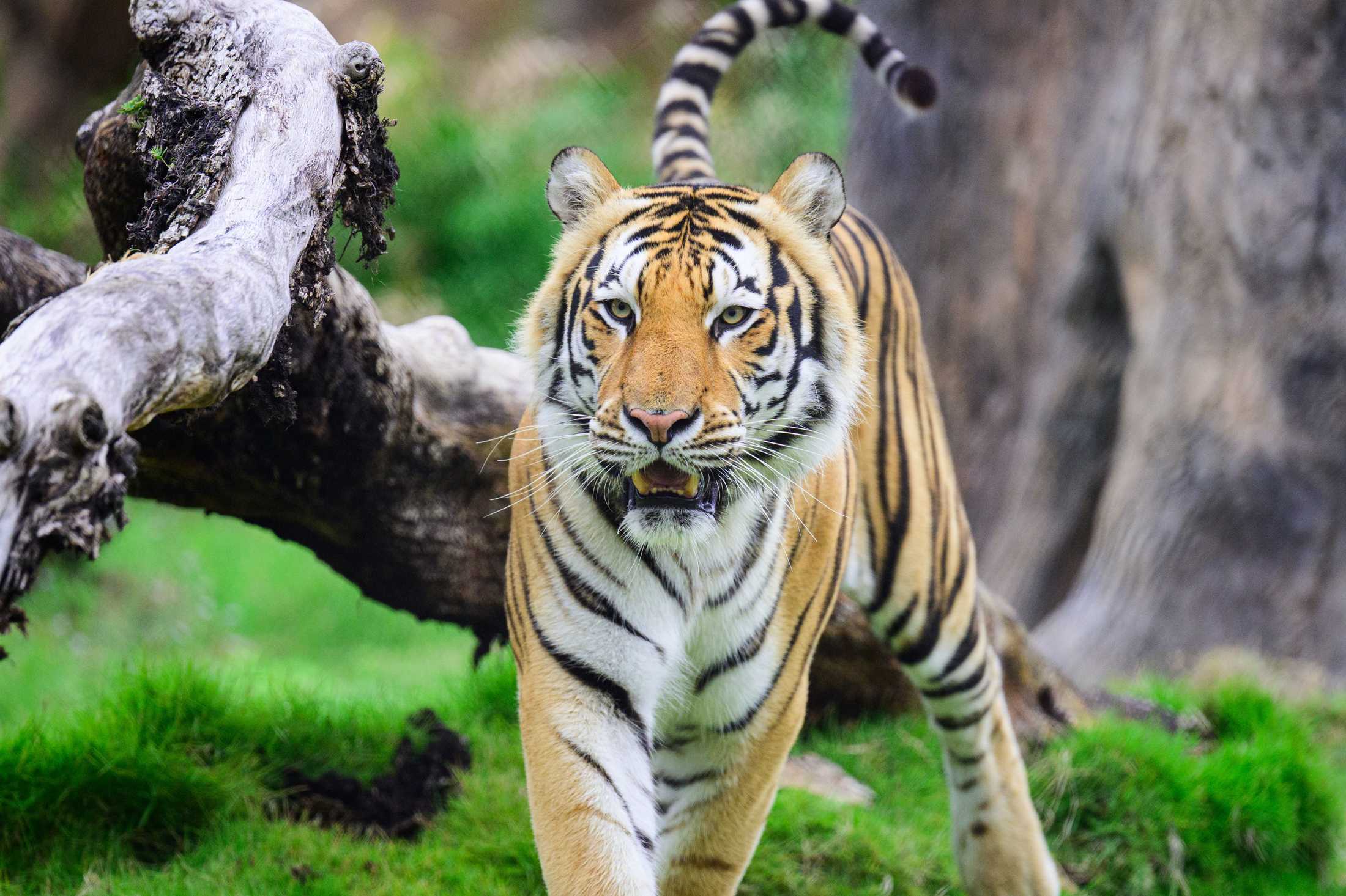 PHOTOS: Mike the Tiger patrols his habitat