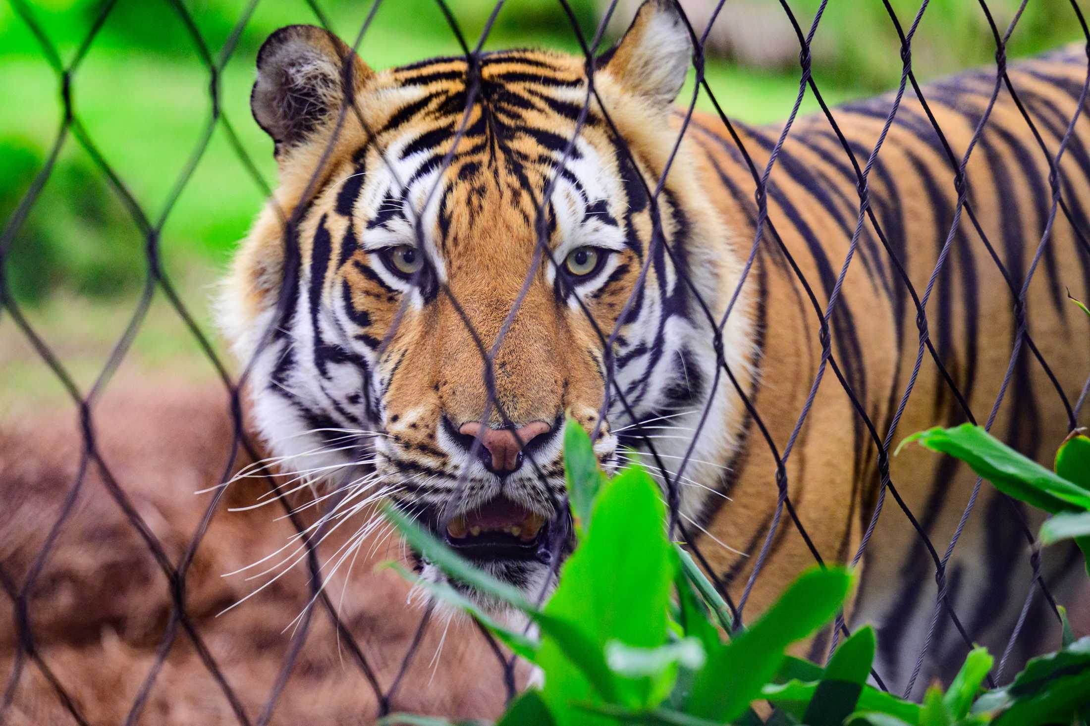 PHOTOS: Mike the Tiger patrols his habitat