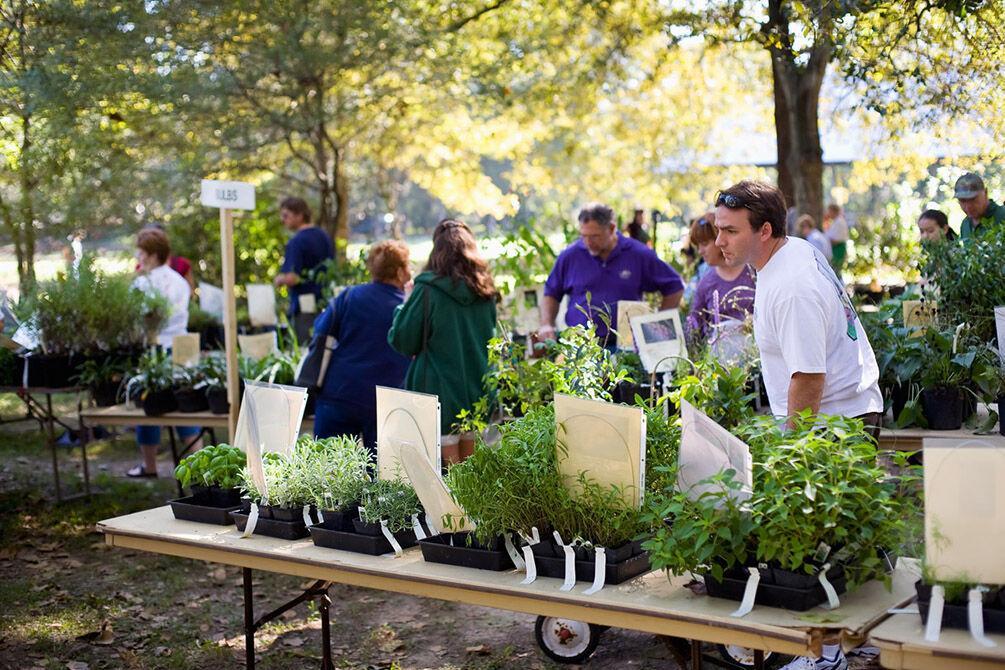 Buyers browse through plants available at PLANTFEST!