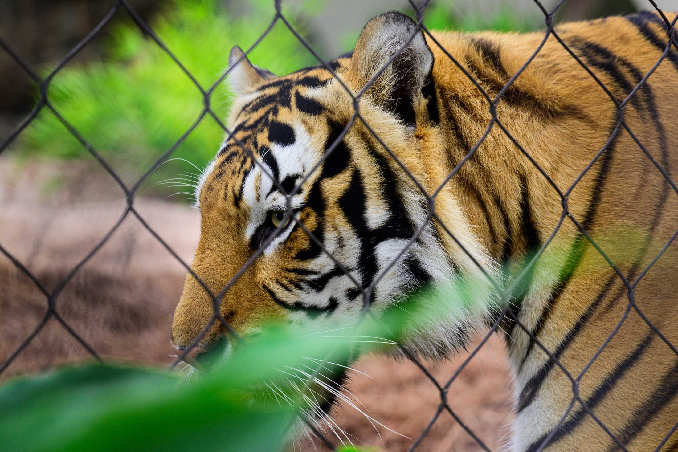 PHOTOS: Mike the Tiger patrols his habitat