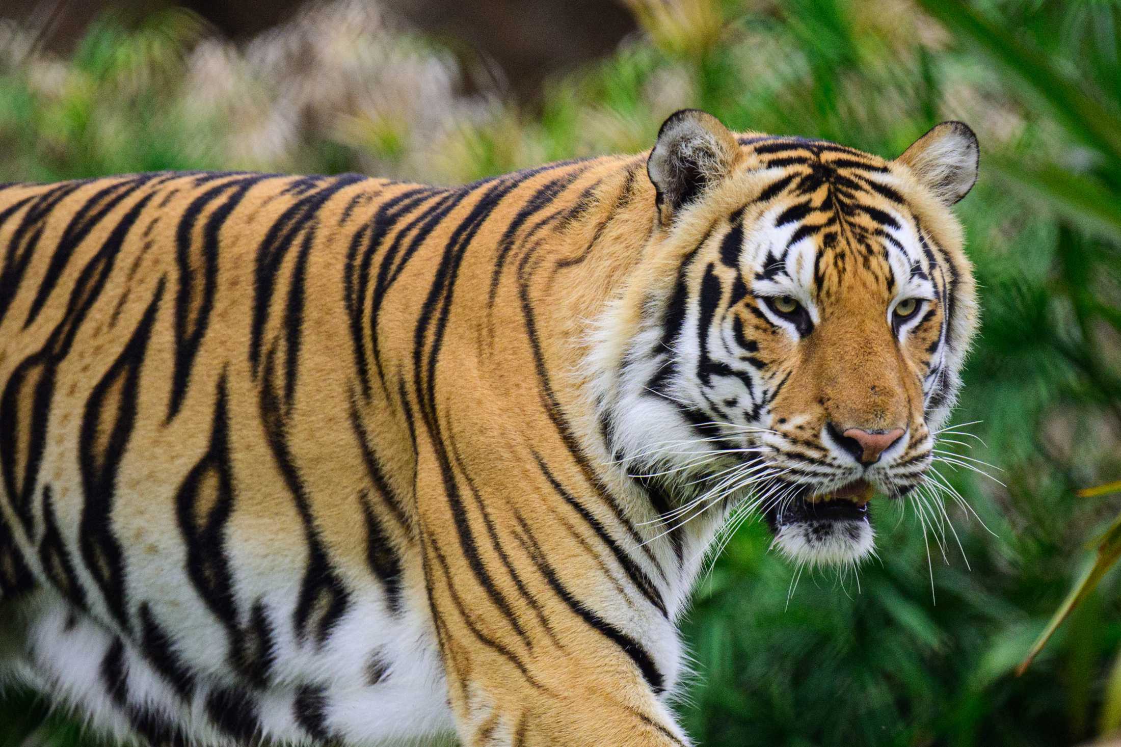 PHOTOS: Mike the Tiger patrols his habitat