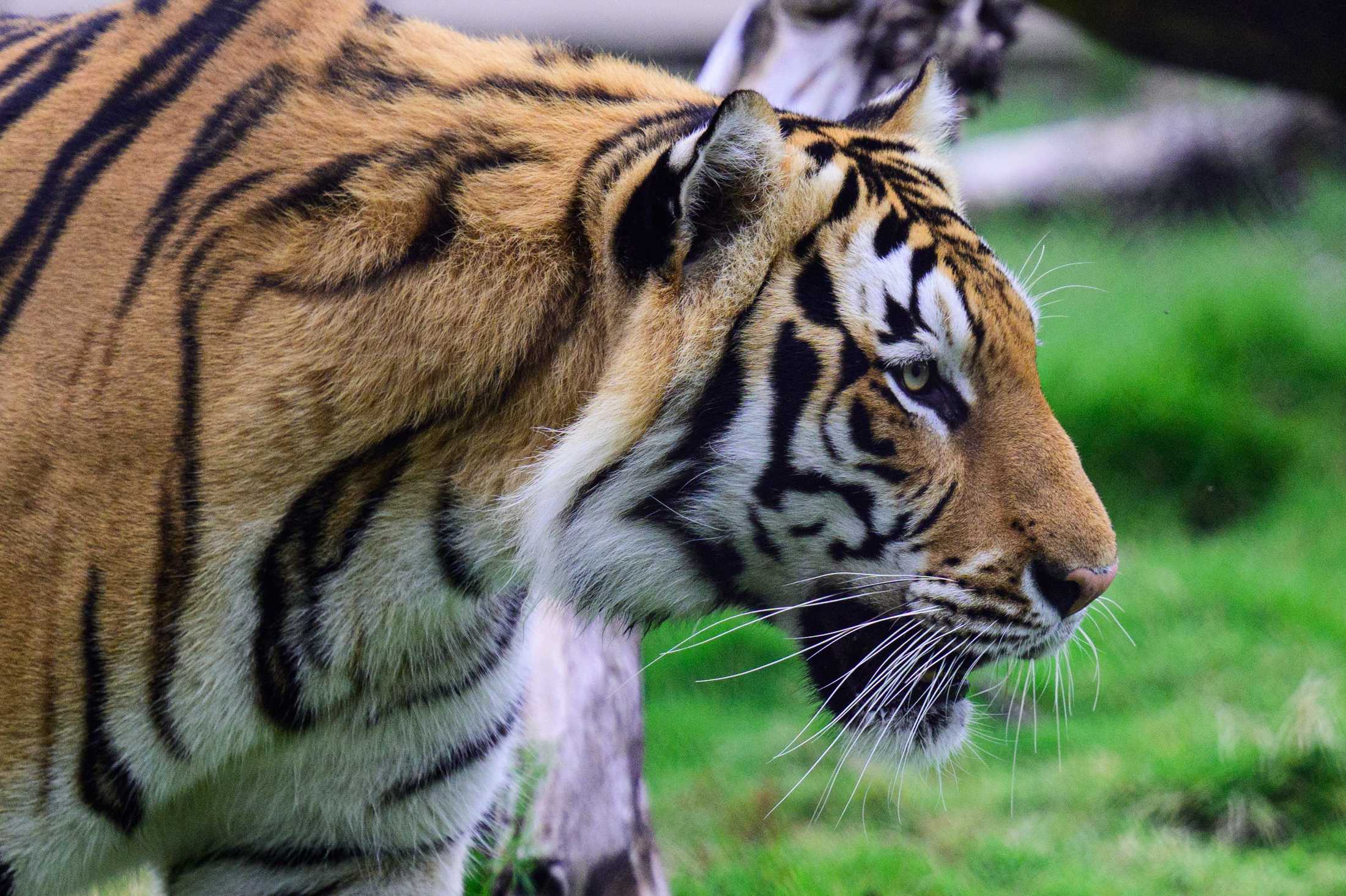 PHOTOS: Mike the Tiger patrols his habitat