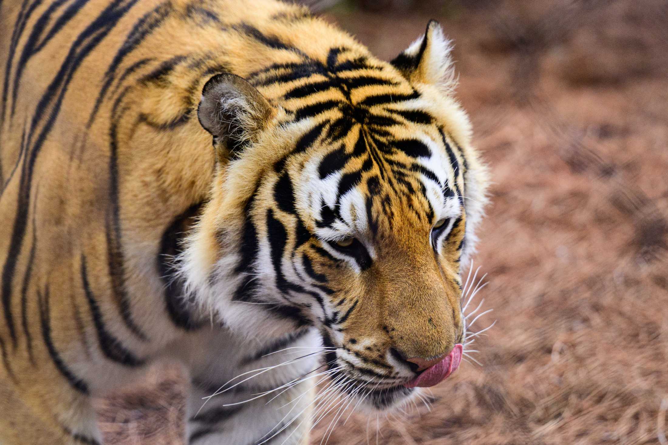 PHOTOS: Mike the Tiger patrols his habitat