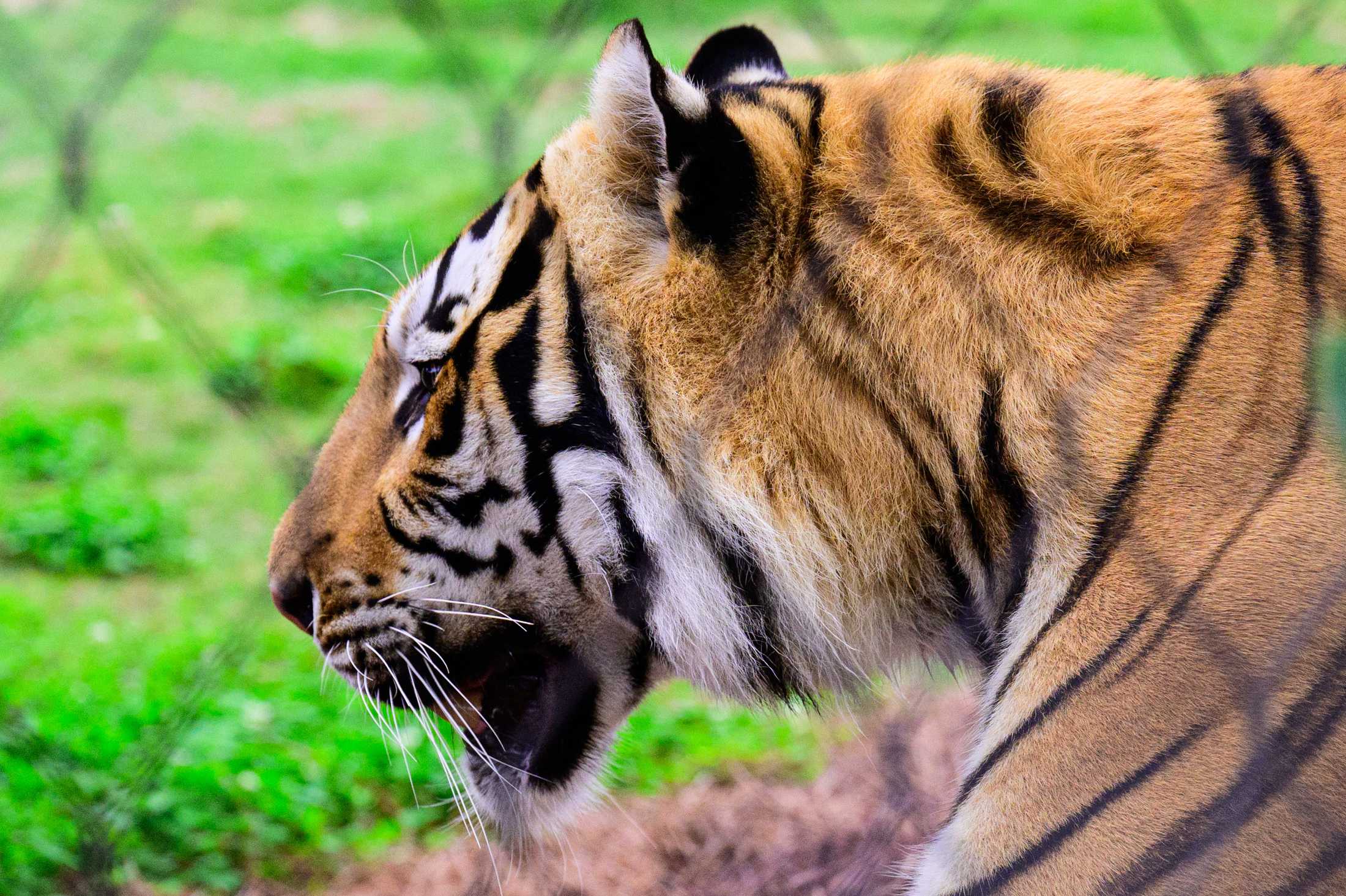 PHOTOS: Mike the Tiger patrols his habitat