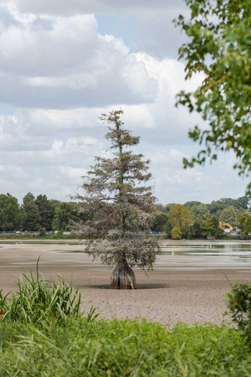 A tree stands where water once was on Monday, Aug. 21, 2023, in University Lake on LSU's campus in Baton Rouge, La.