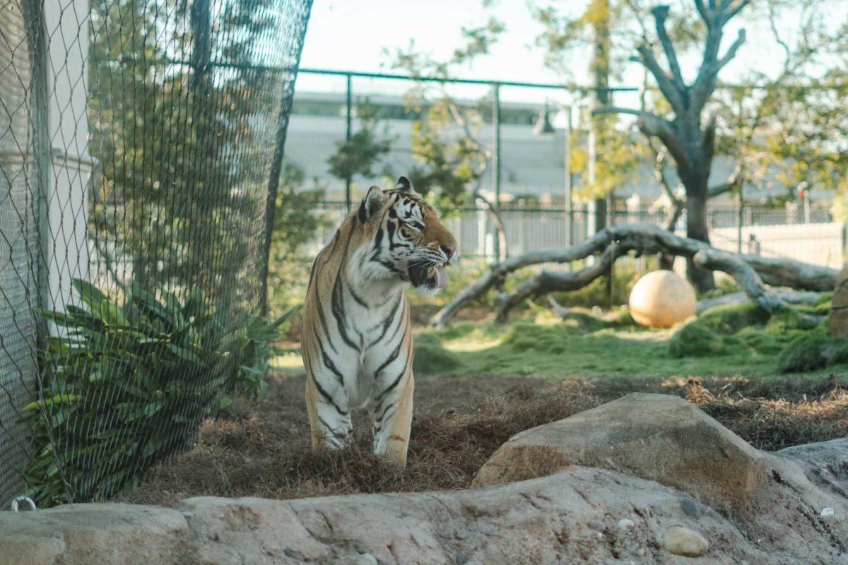 Mike the Tiger sticks his tongue out on Friday, Nov. 3, 2023, inside his habitat on LSU's campus in Baton Rouge, La.