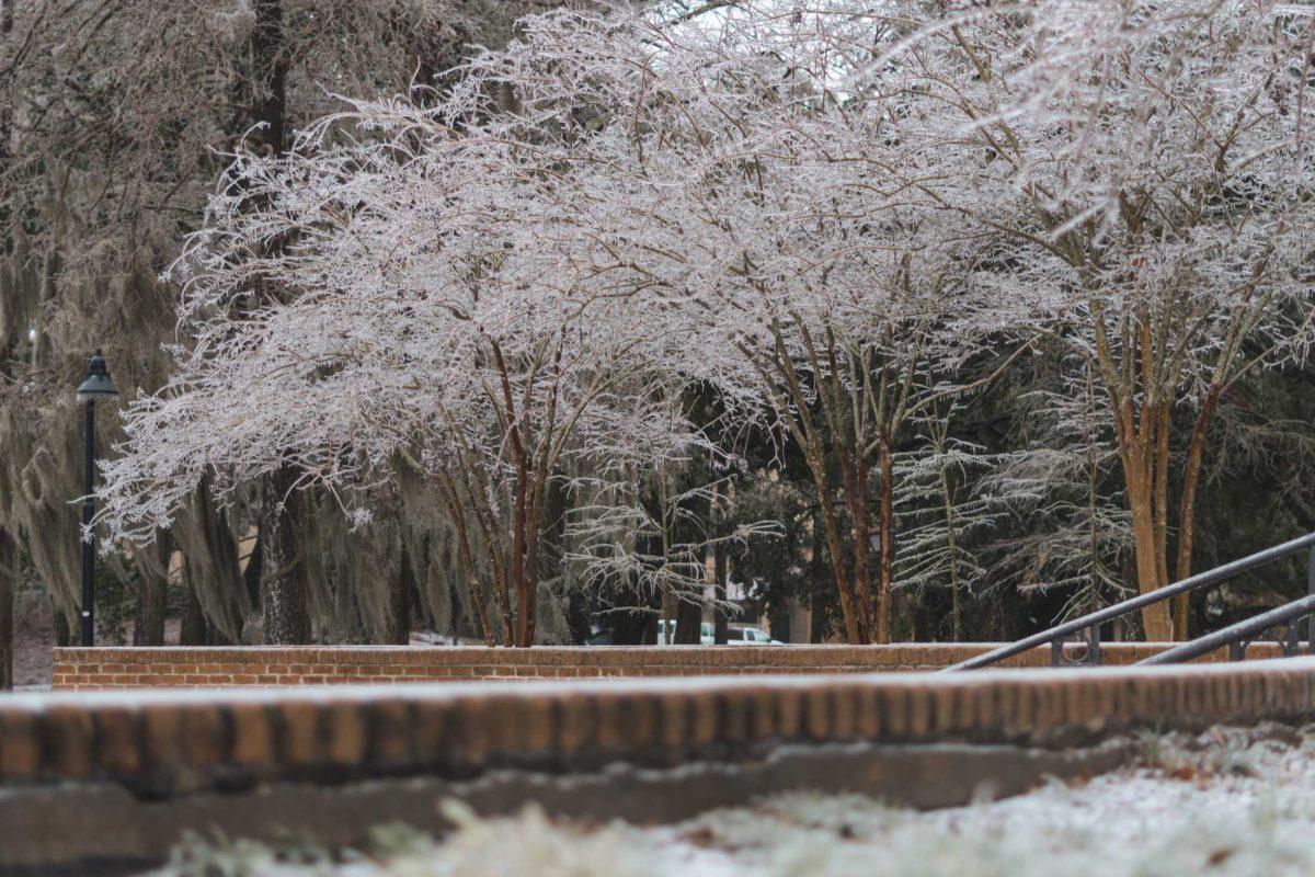 Ice-covered trees stand on Feb. 15, 2021 near the entrance to Cypress Hall.