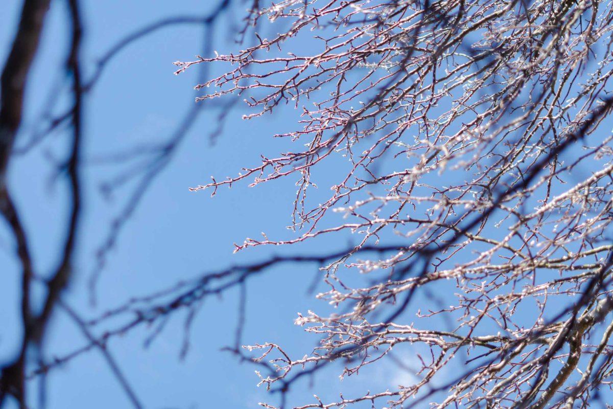 Ice glimmers on tree branches Tuesday, Jan. 16, 2024, on LSU's campus in Baton Rouge, La.