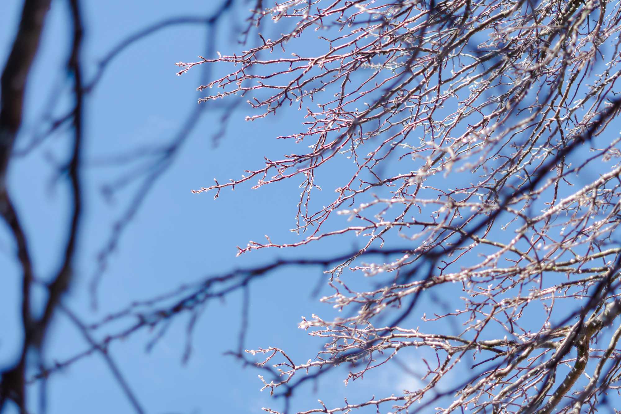 PHOTOS: Freezing temperatures bring an icy morning to Baton Rouge