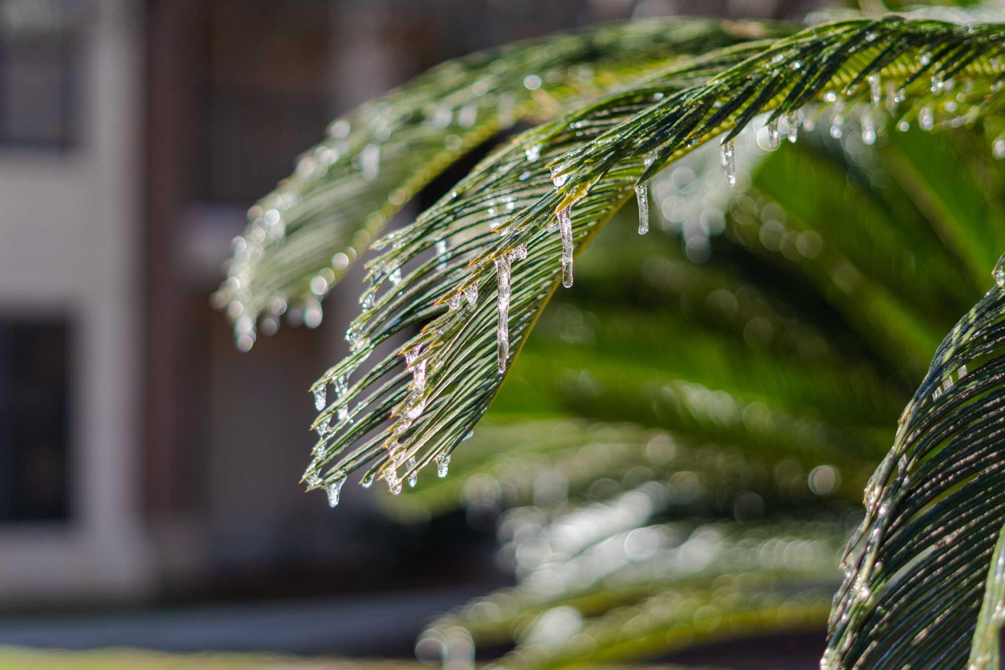 PHOTOS: Freezing temperatures bring an icy morning to Baton Rouge