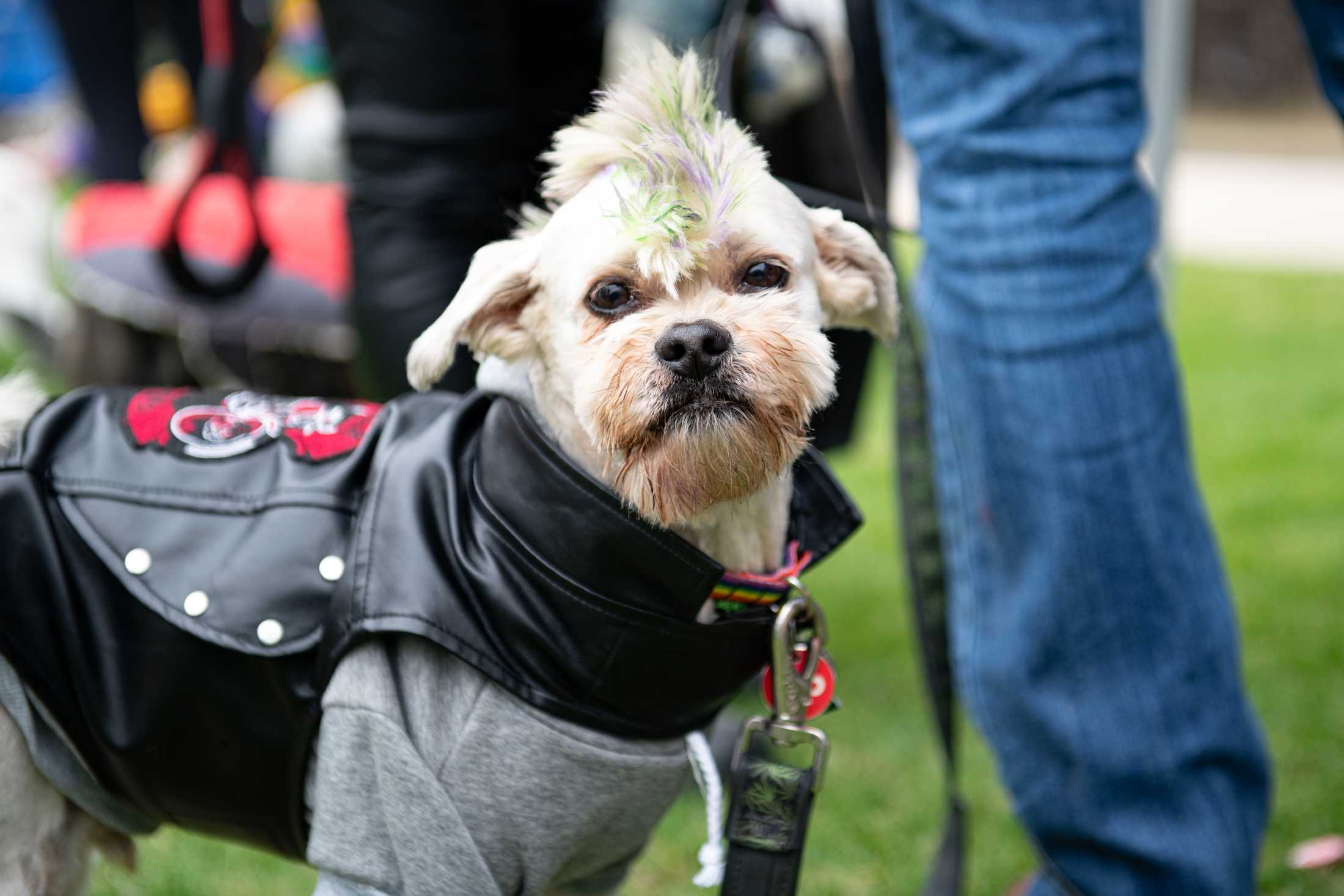 PHOTOS: Mystic Krewe of Mutts: Dogs take over downtown Baton Rouge