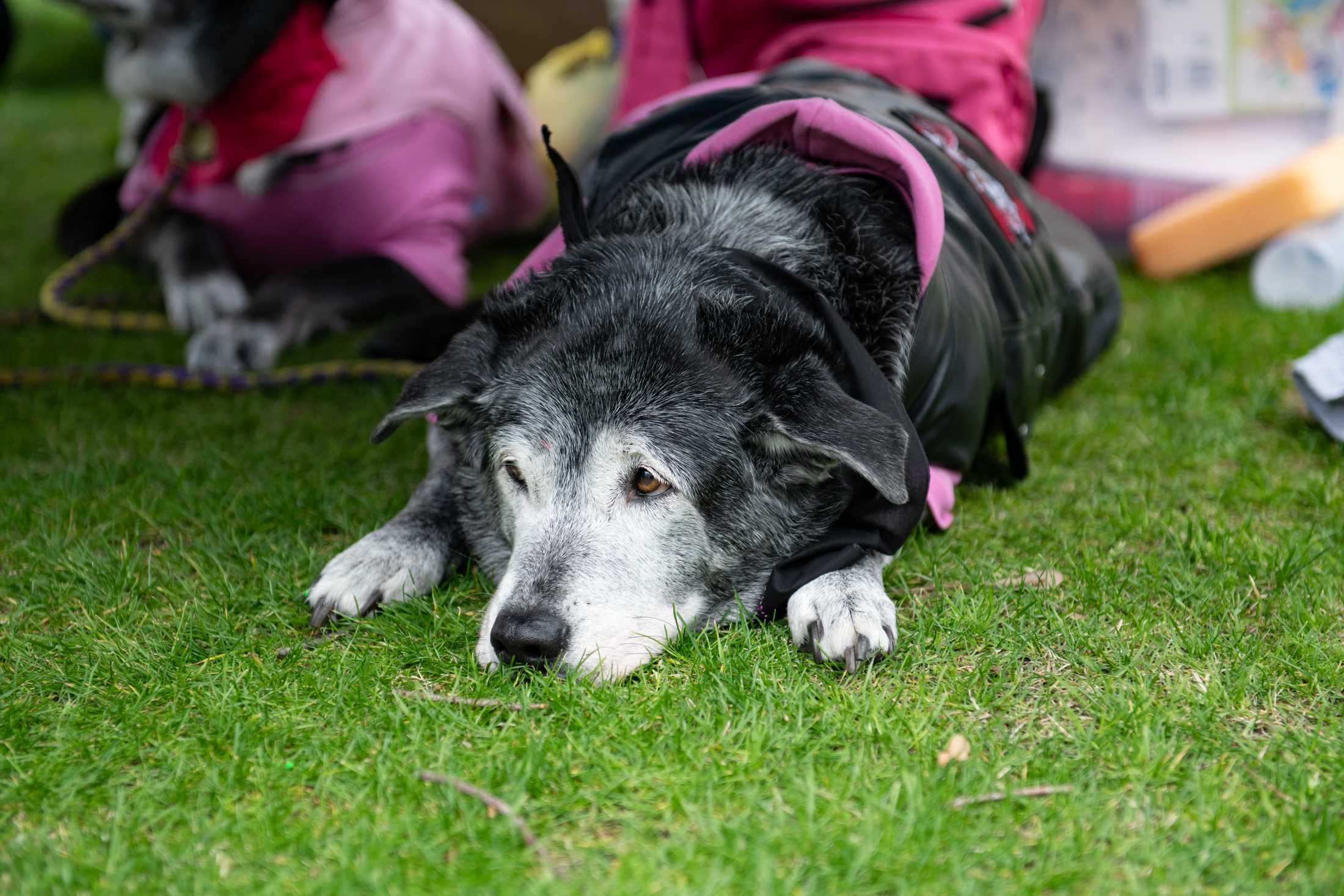 PHOTOS: Mystic Krewe of Mutts: Dogs take over downtown Baton Rouge