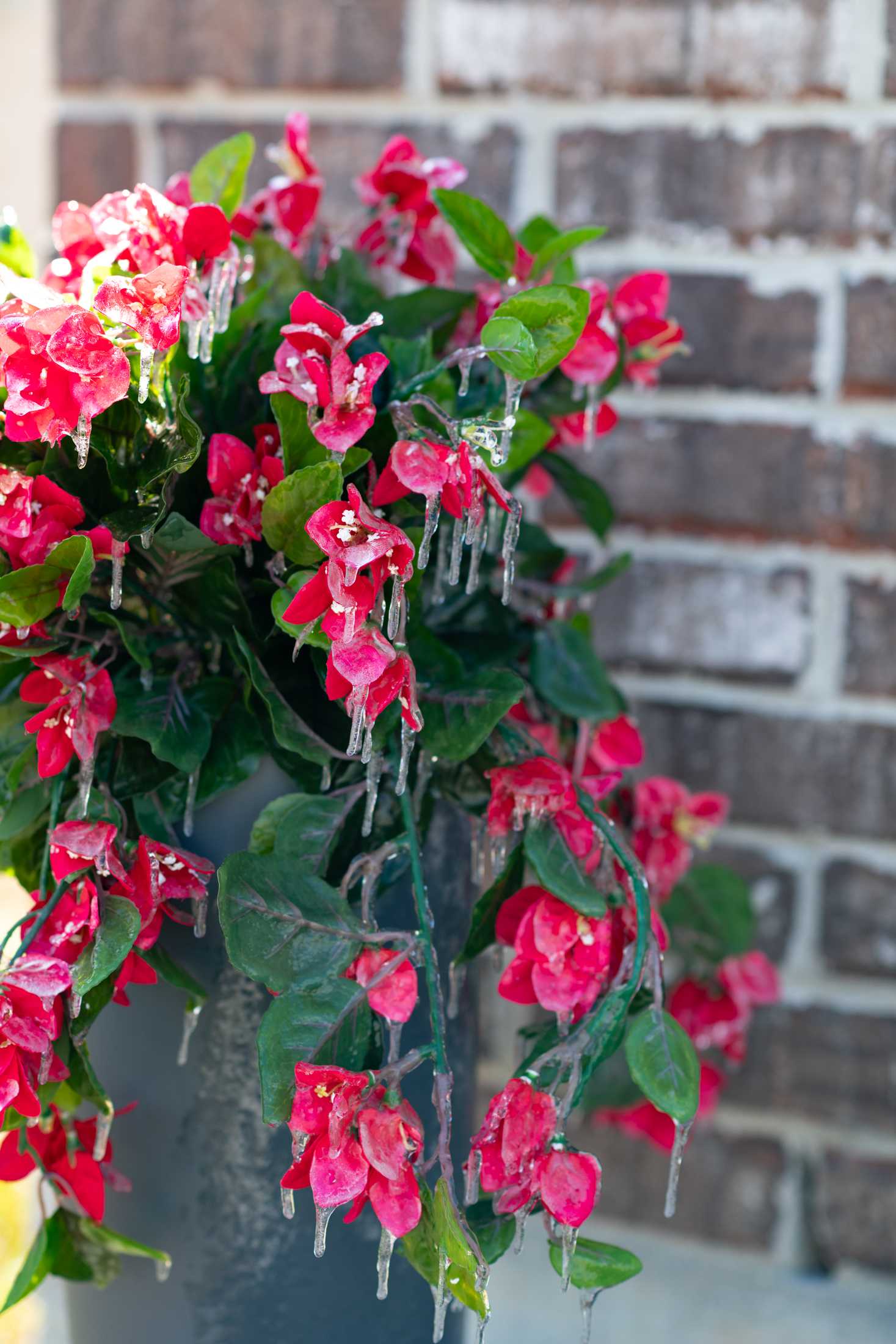 PHOTOS: Freezing temperatures bring an icy morning to Baton Rouge