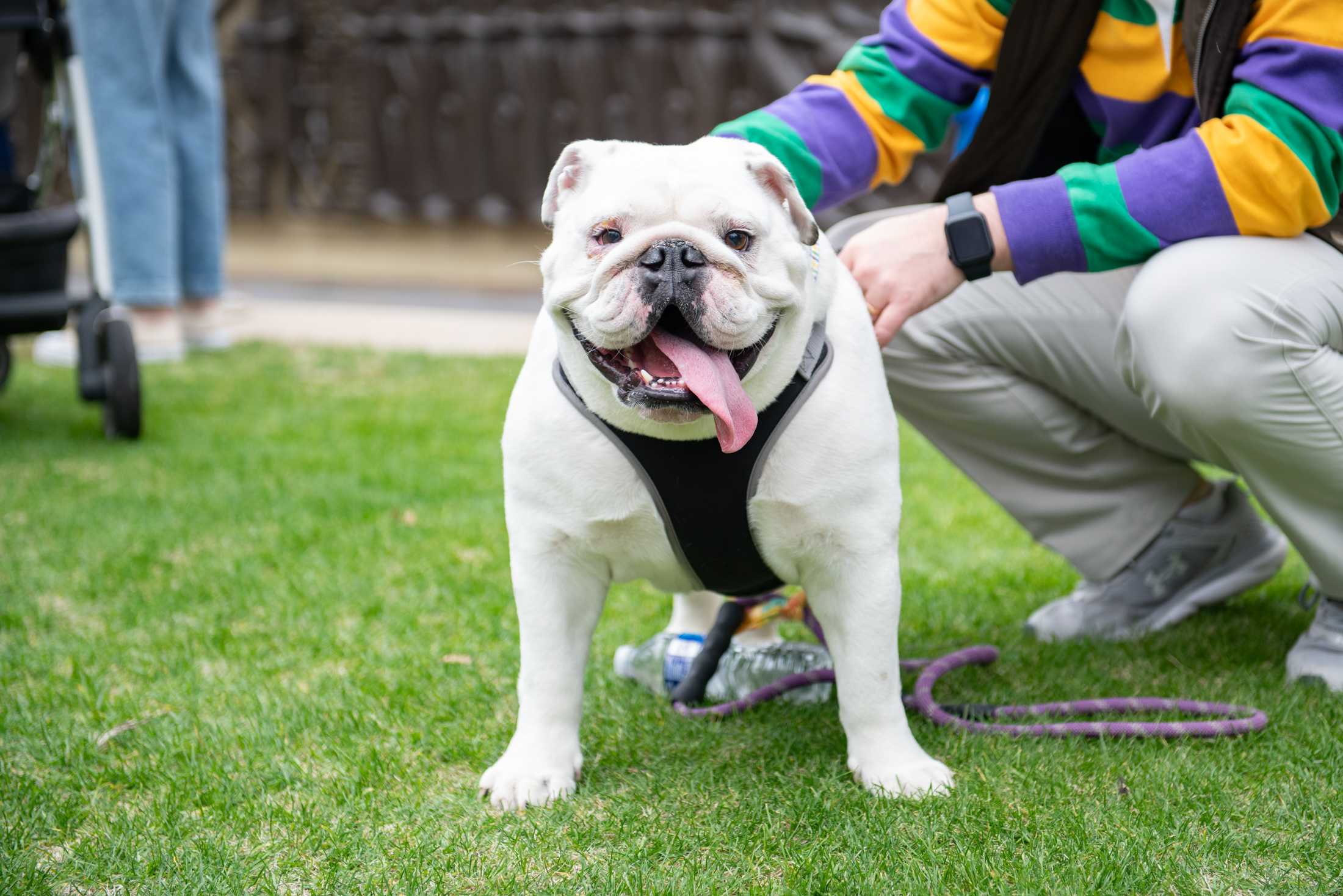 PHOTOS: Mystic Krewe of Mutts: Dogs take over downtown Baton Rouge