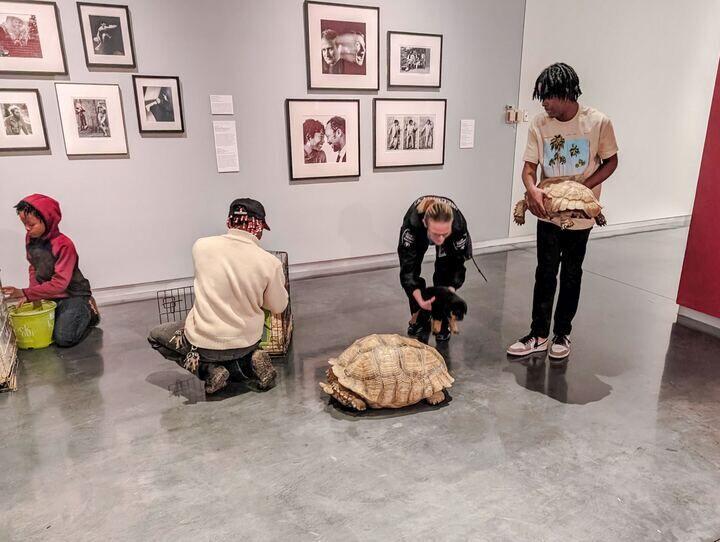 Petting tortoises and snakes at the LSU Museum of Art