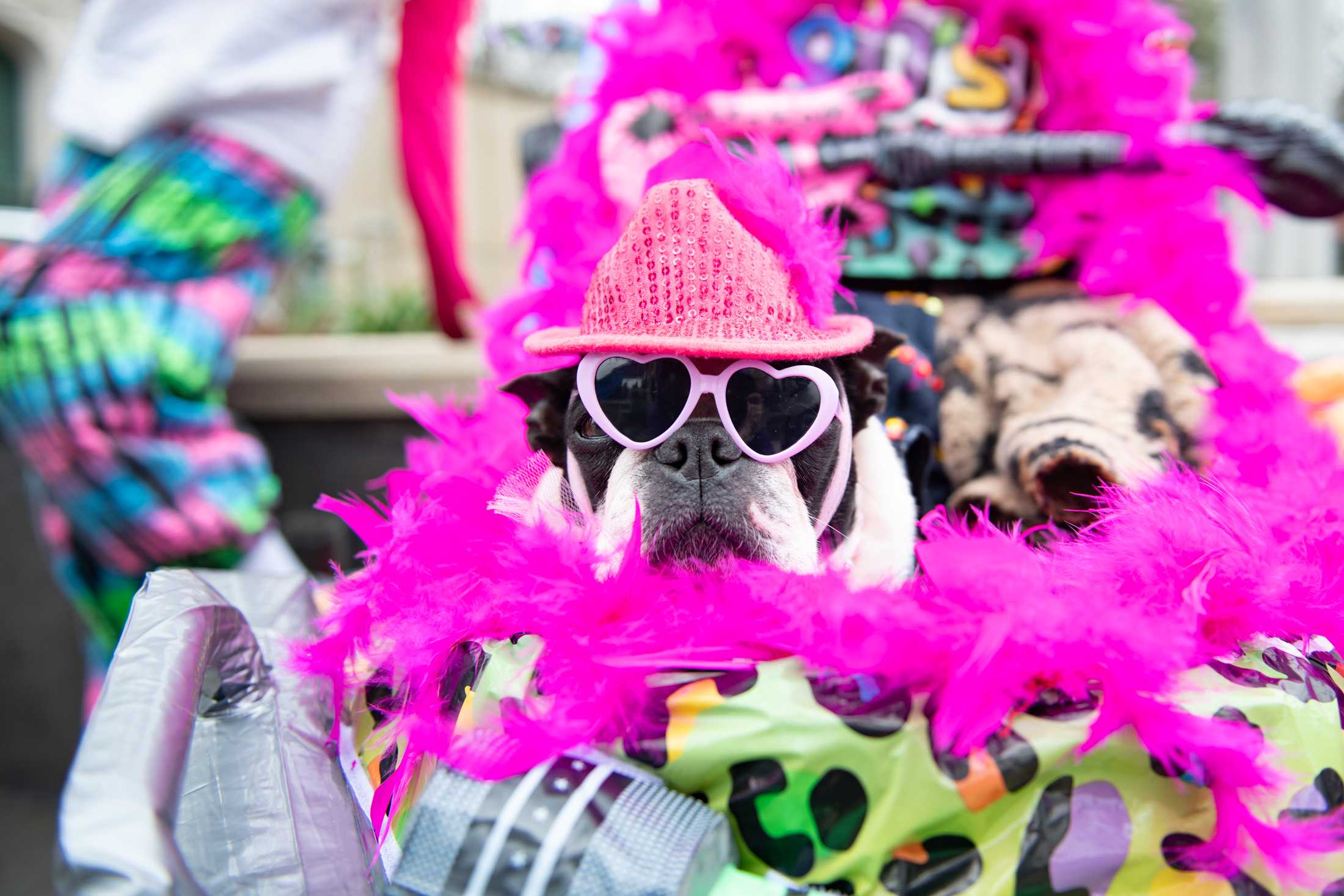 PHOTOS: Mystic Krewe of Mutts: Dogs take over downtown Baton Rouge