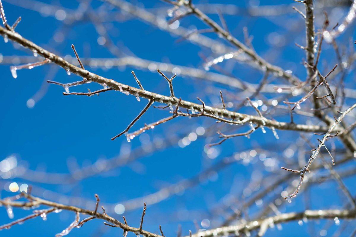 Icicles cover a dead tree Tuesday, Jan. 16, 2024, during a freeze in Baton Rouge, La.