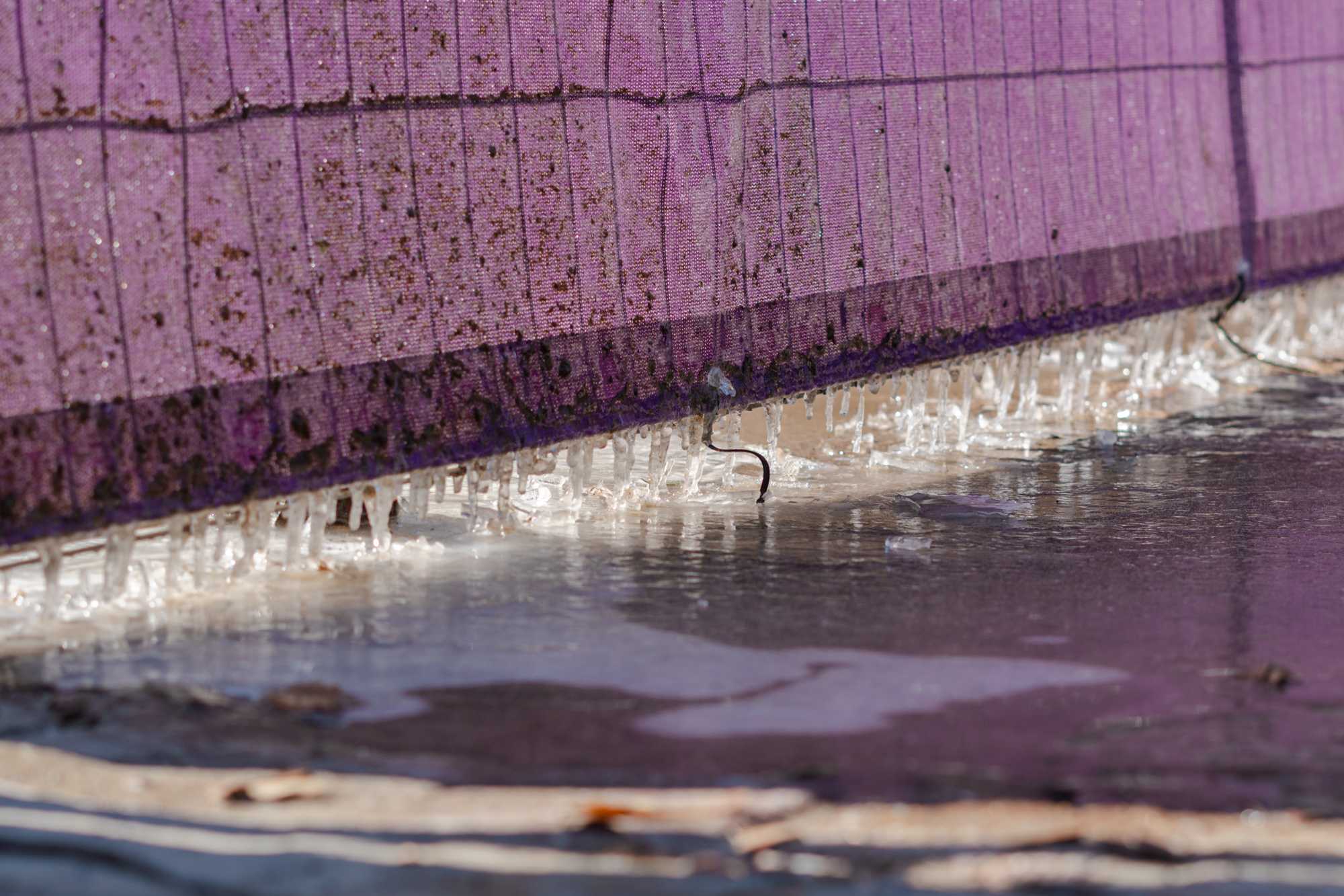 PHOTOS: Freezing temperatures bring an icy morning to Baton Rouge