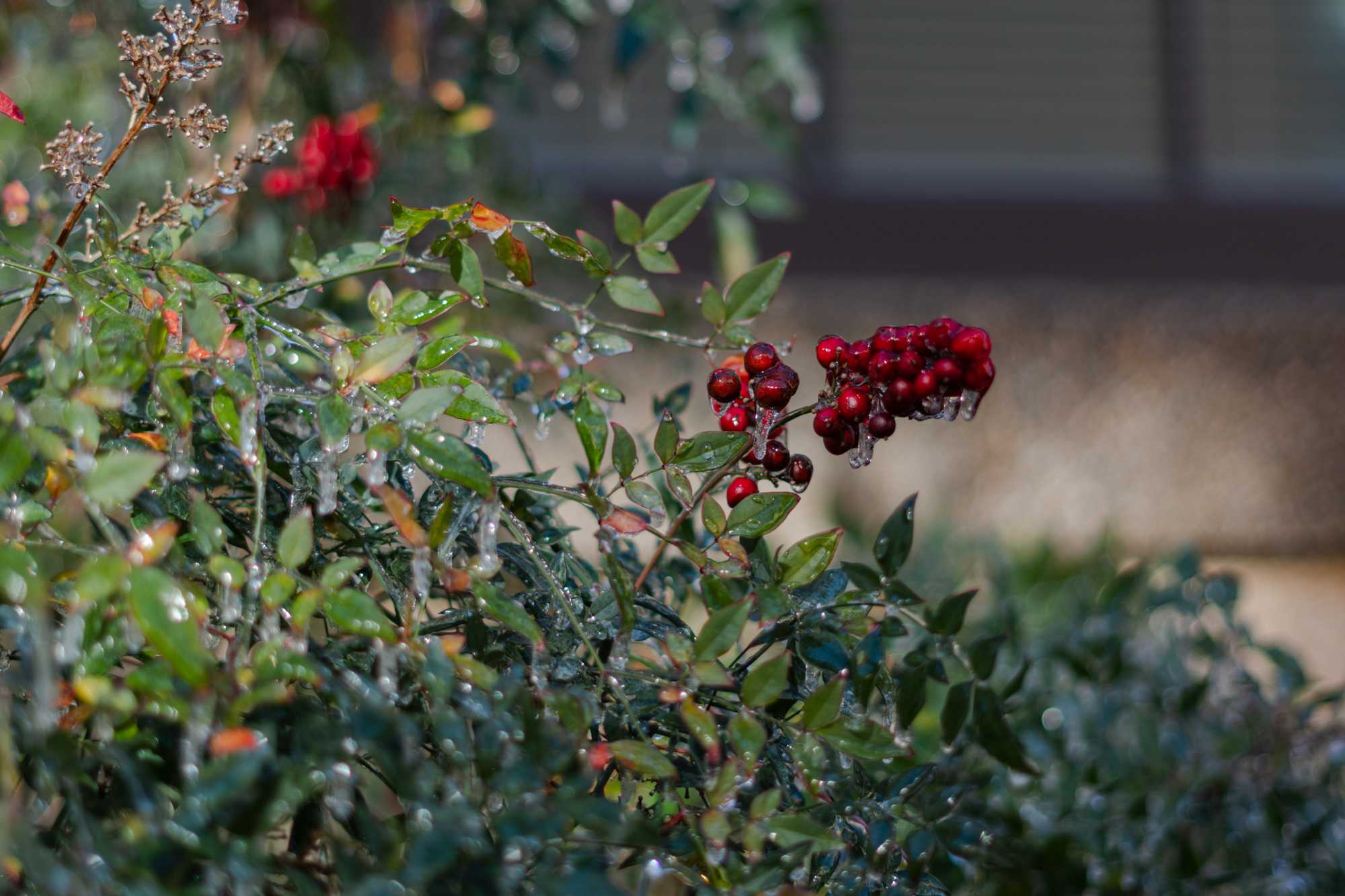 PHOTOS: Freezing temperatures bring an icy morning to Baton Rouge