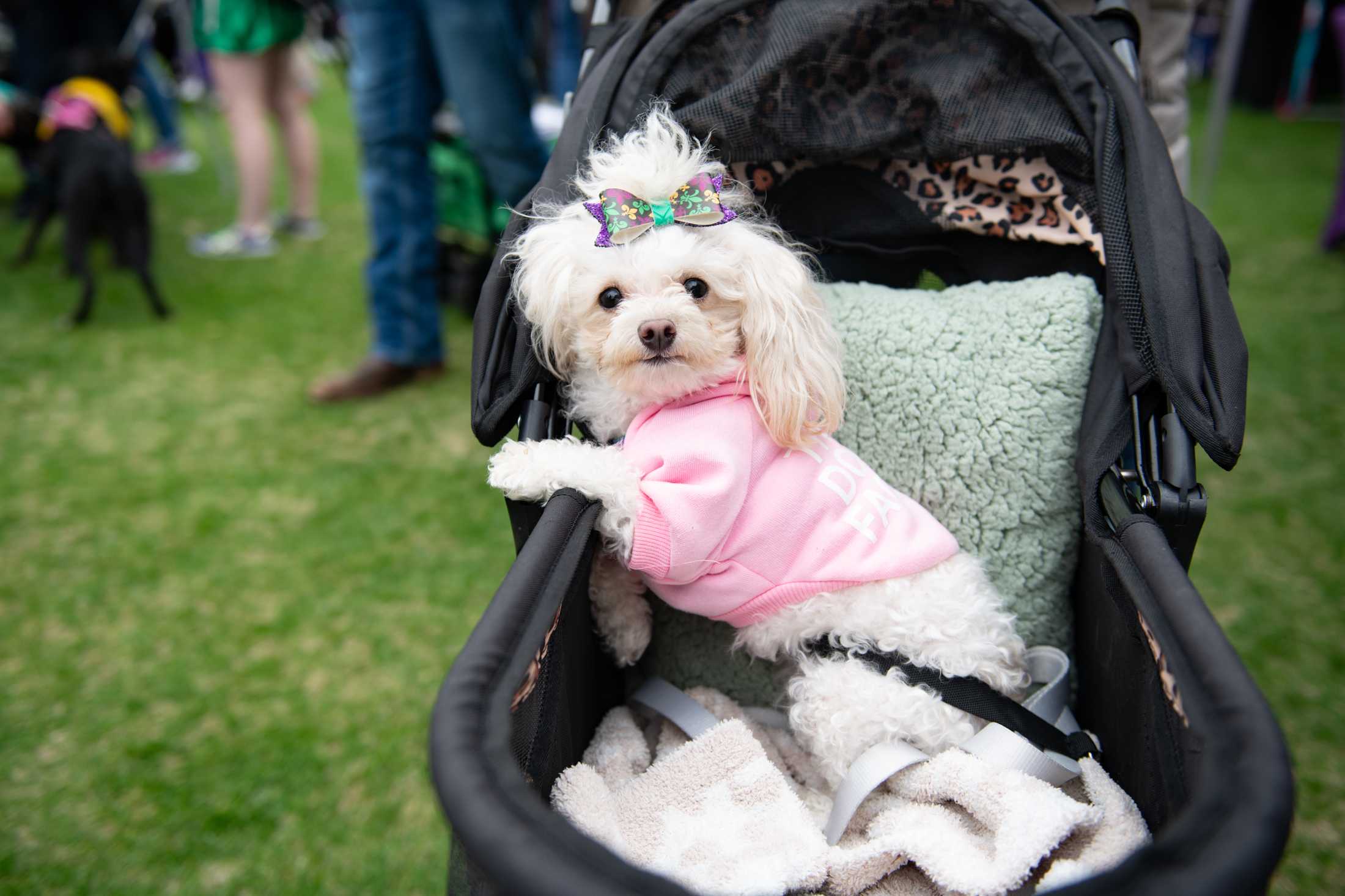 PHOTOS: Mystic Krewe of Mutts: Dogs take over downtown Baton Rouge