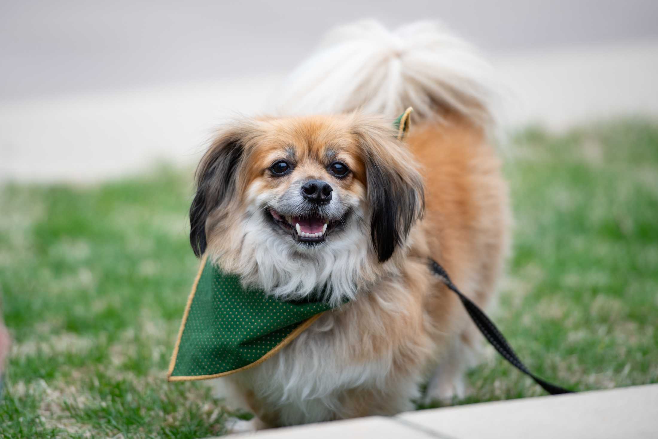 PHOTOS: Mystic Krewe of Mutts: Dogs take over downtown Baton Rouge