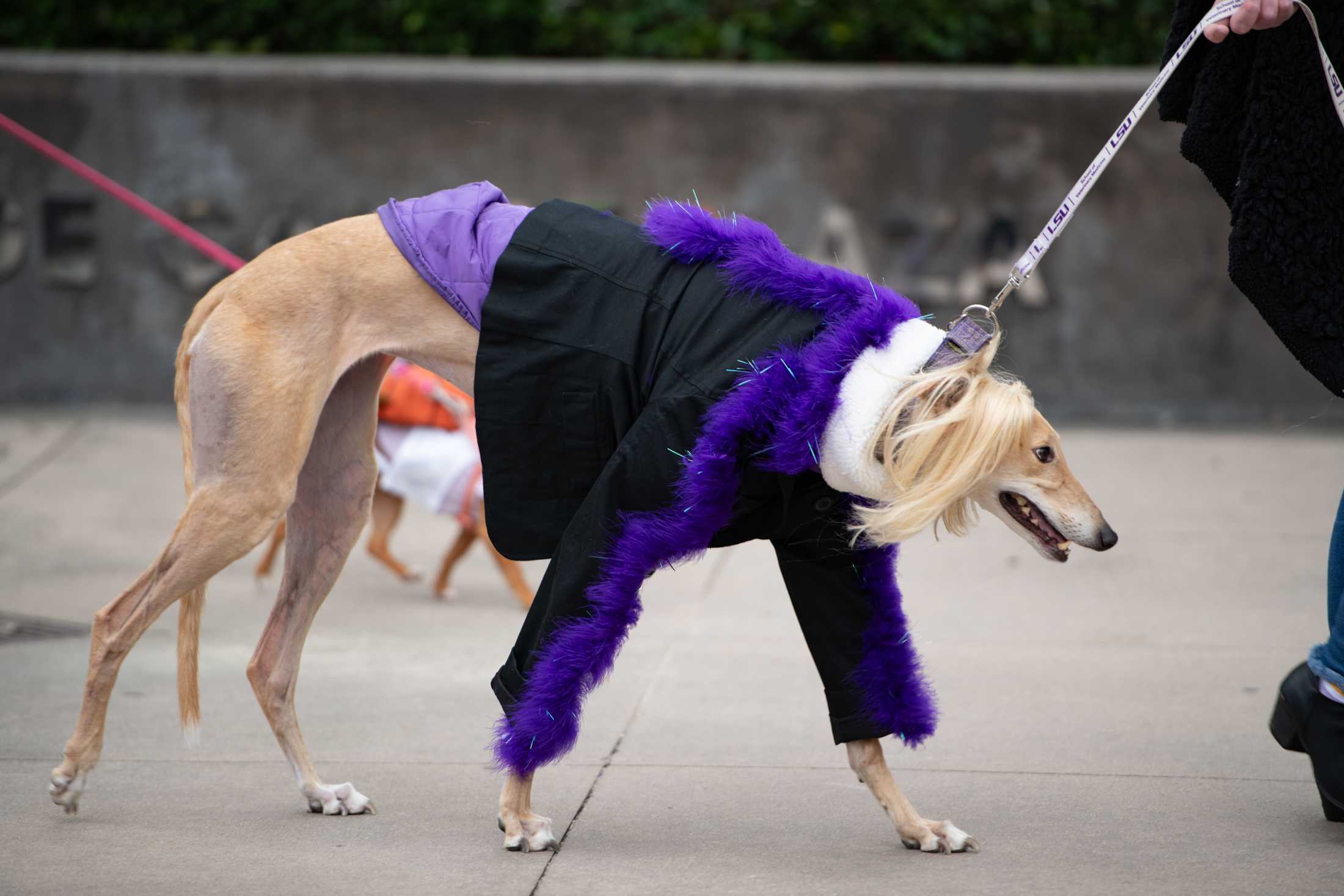 PHOTOS: Mystic Krewe of Mutts: Dogs take over downtown Baton Rouge